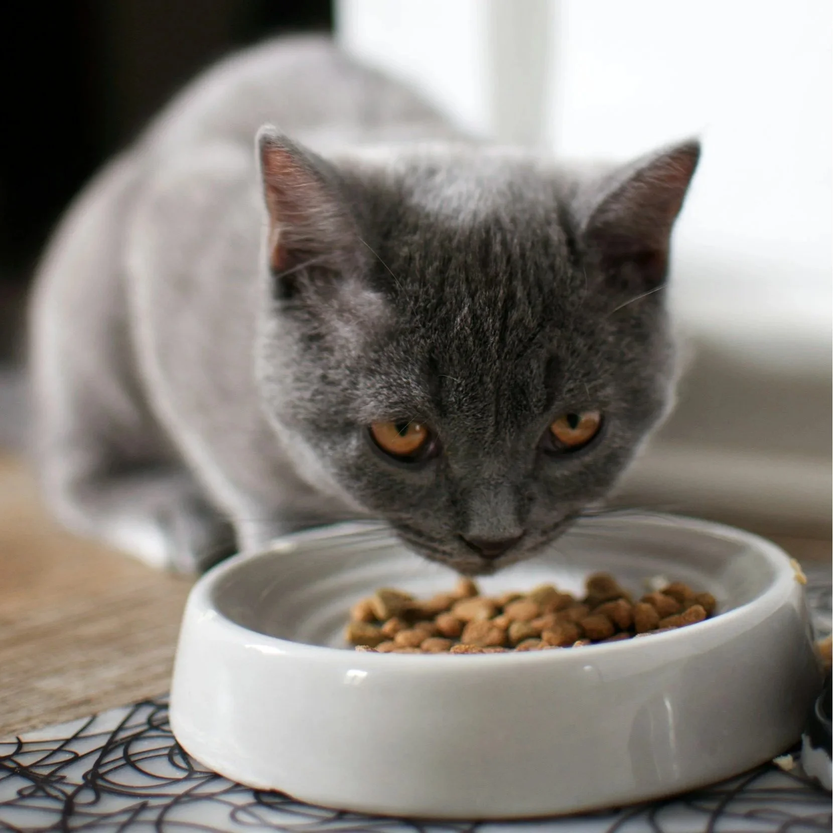 A gray cat with amber eyes eating dry cat food from a white bowl.