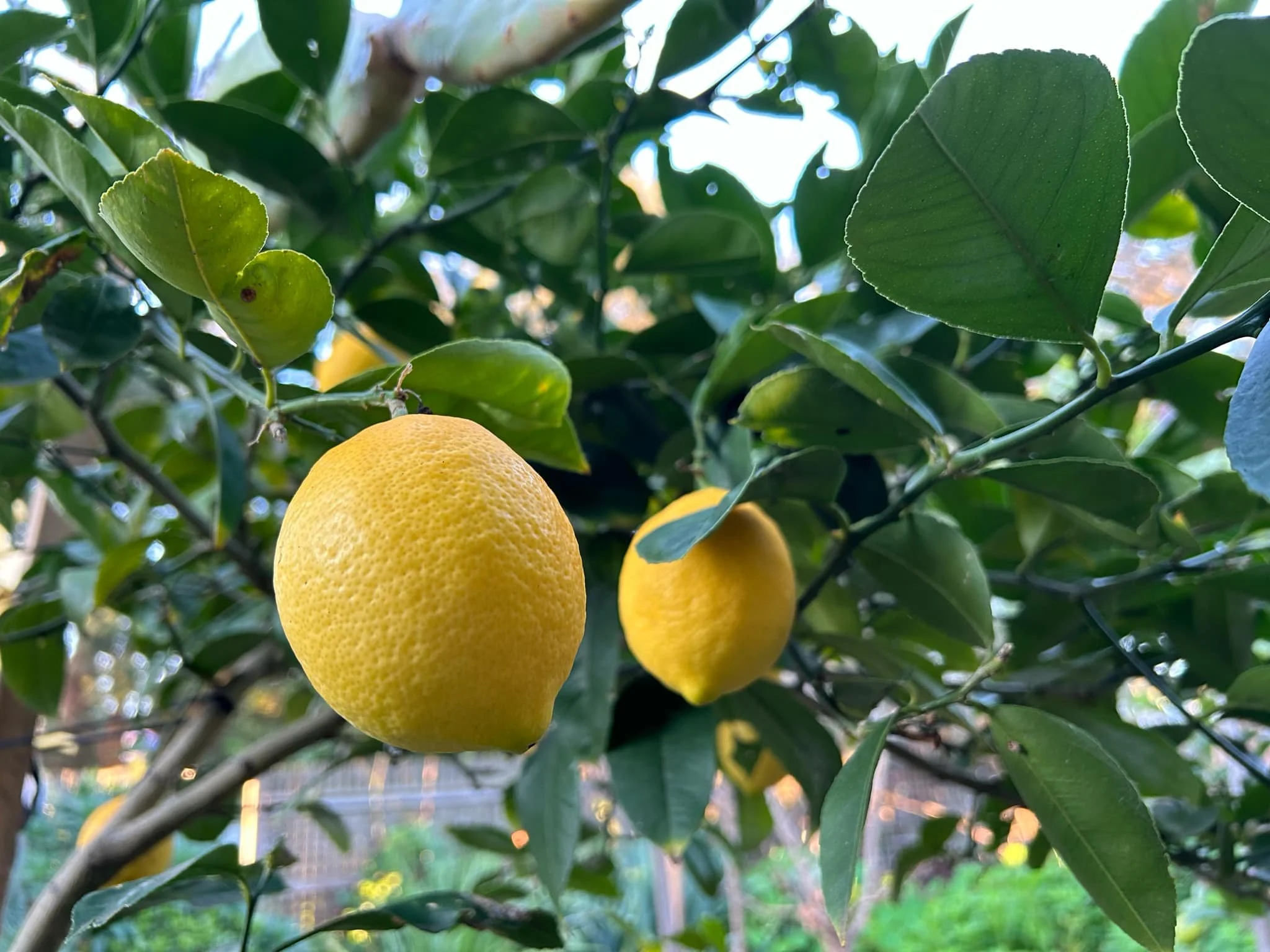 Close-up of ripe yellow lemons hanging on a lemon tree surrounded by green leaves.