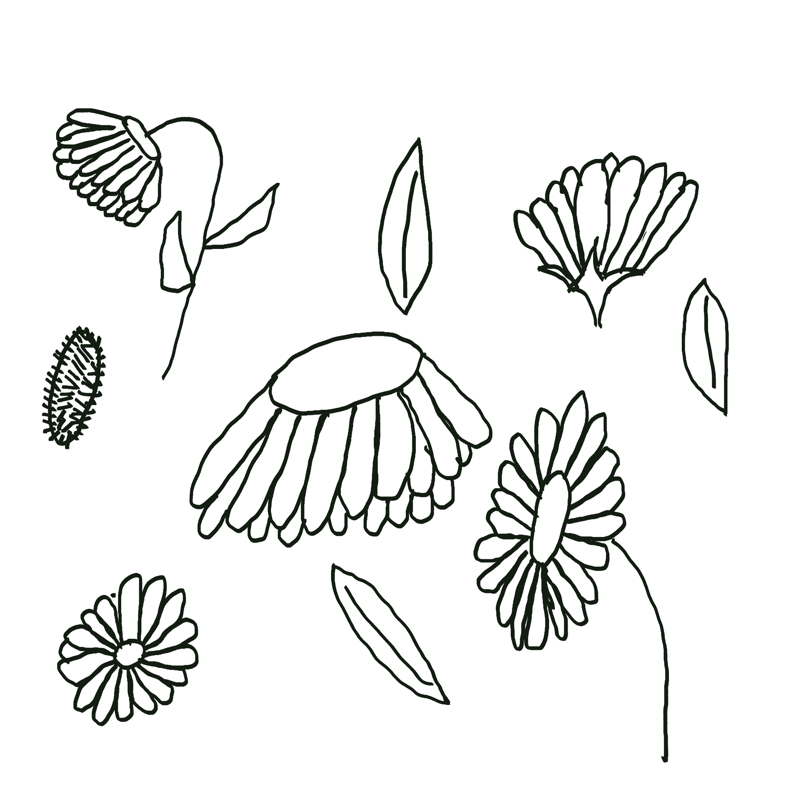 Sunflower.png