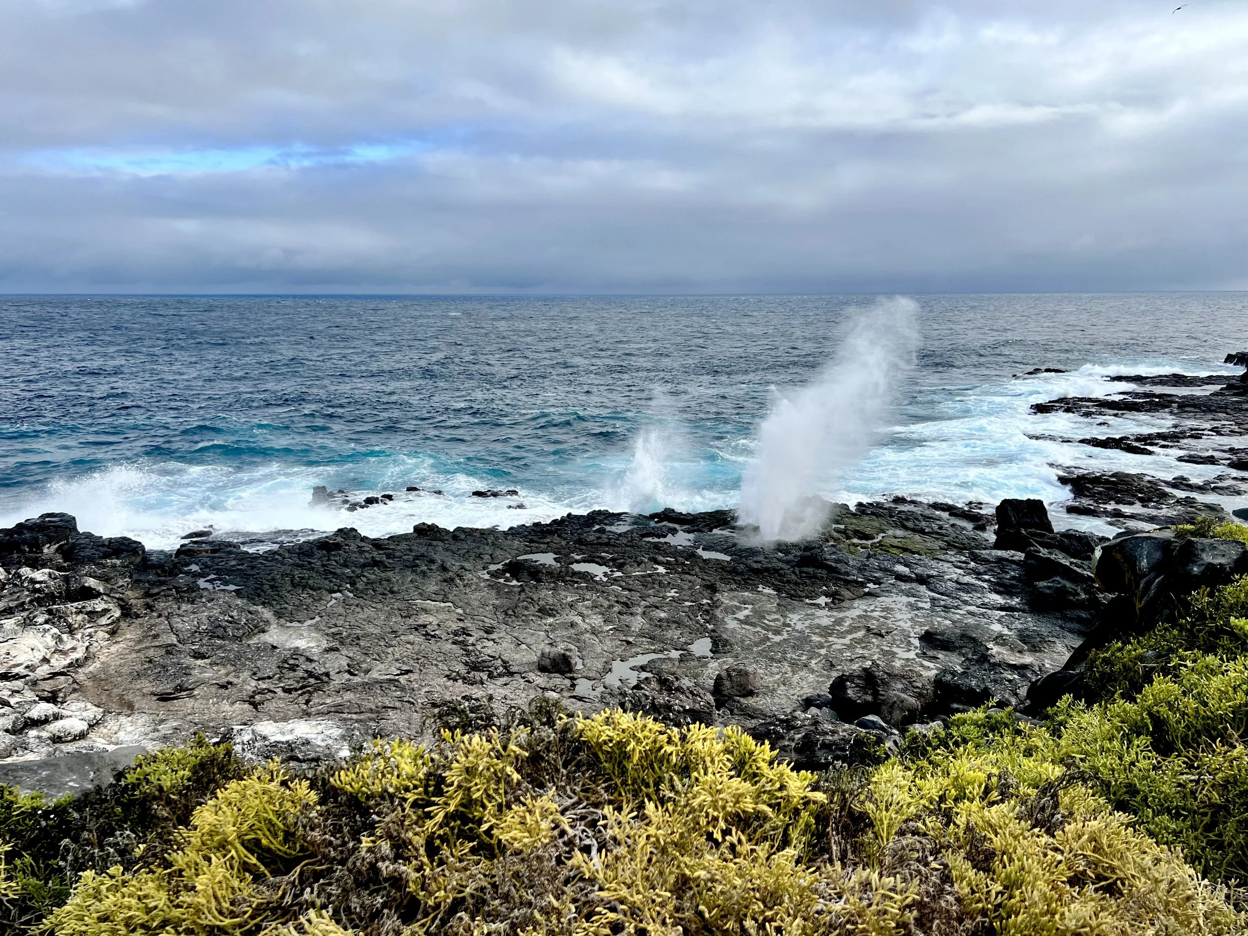 Ocean spray shooting from a blowhole on the rocky coast of the Galapagos Islands, with green coastal plants in front — a scene that inspires Susan Brady's art