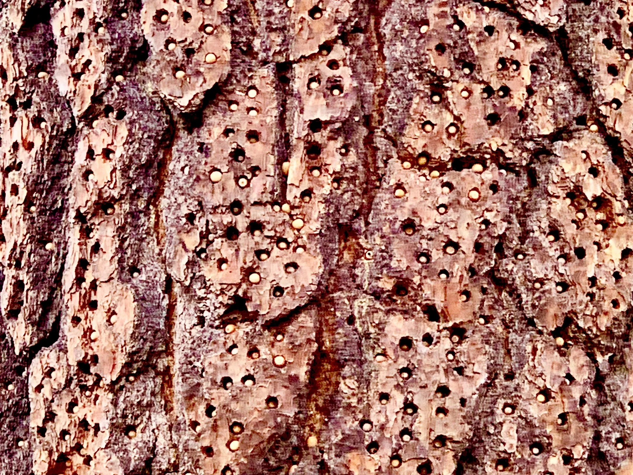 Close-up of tree bark packed with woodpecker holes, many filled with acorns — natural circles that inspire Susan Brady's art