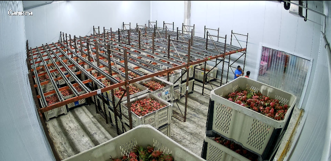 Inside a commercial facility with metal racks and crates filled with harvested strawberries, with two workers on the right side.