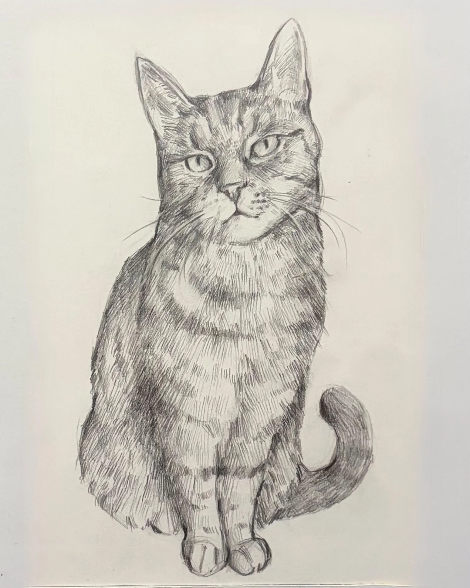 Black and white pencil sketch of a cat sitting with its front paws together, facing forward, with piercing eyes and tall ears.