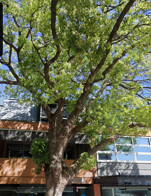 A large tree with green leaves growing in front of modern buildings with glass windows.