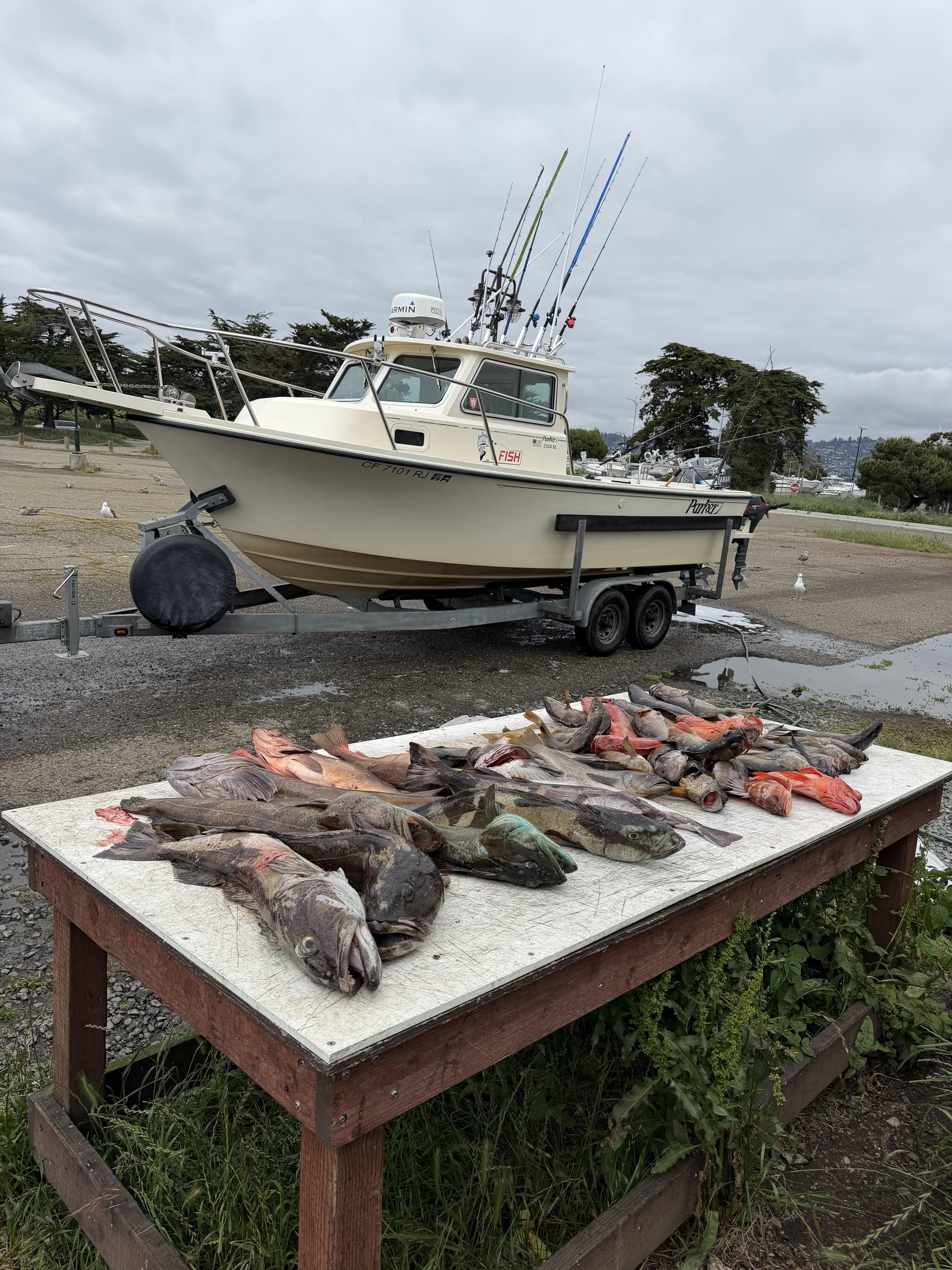 Farallon Island Rockfish / Lingcod