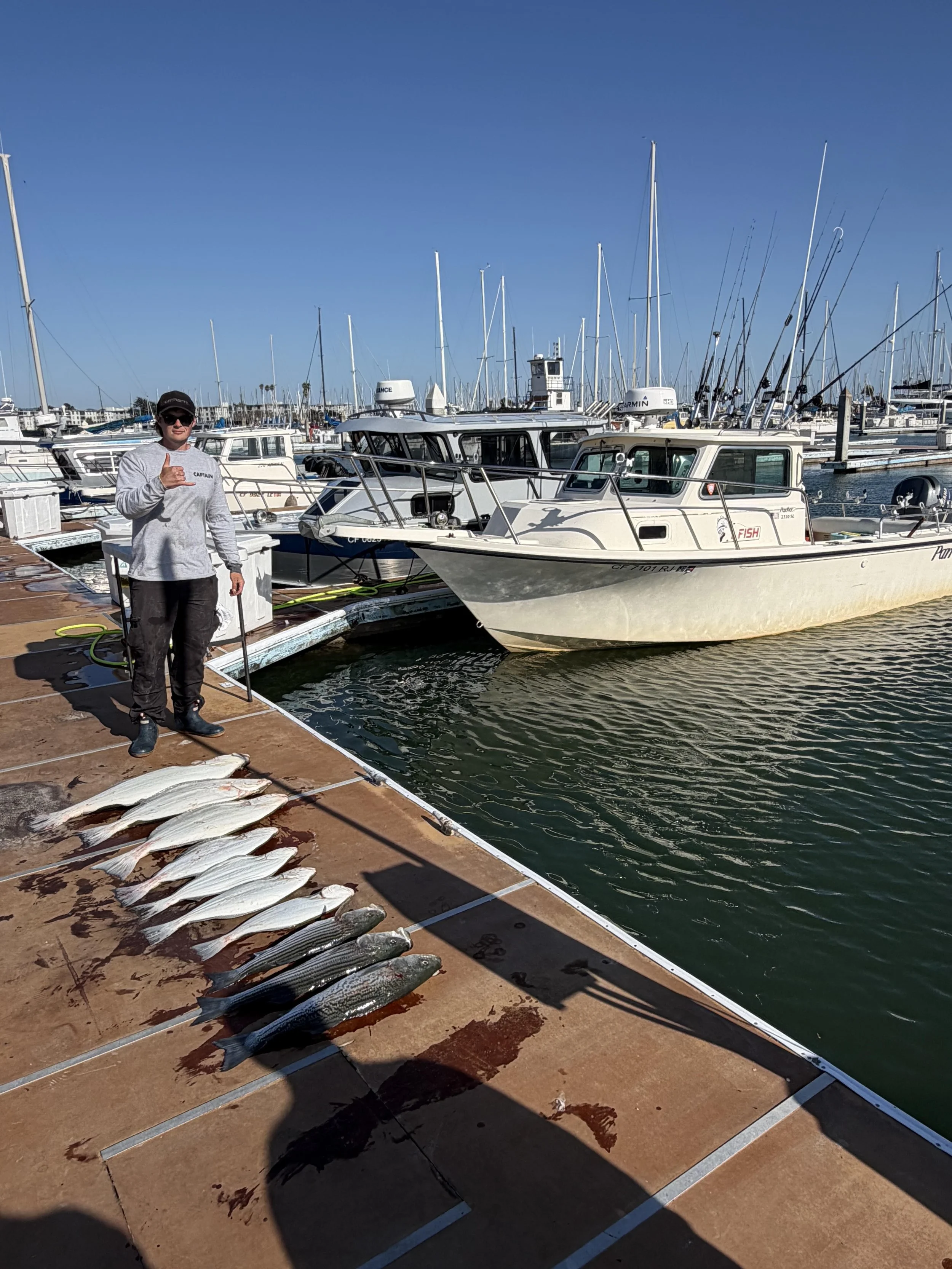 Halibut/Striper