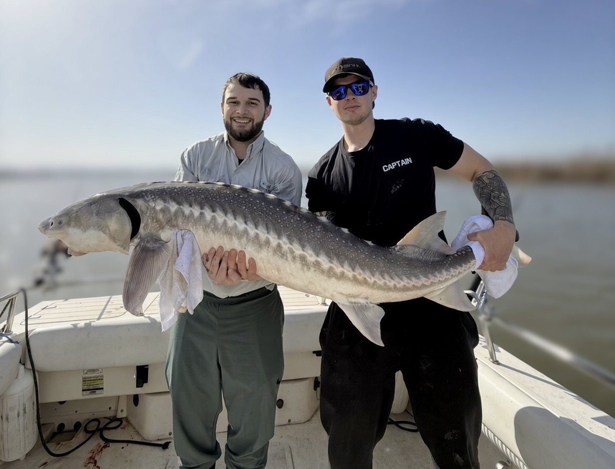 California Delta Sturgeon