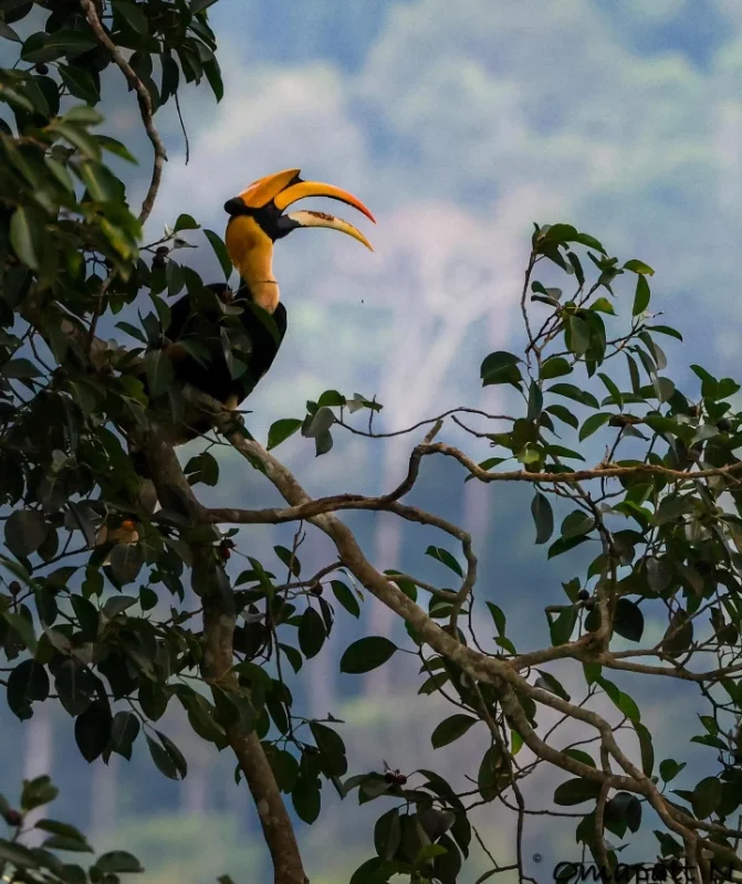 Thailand Great Hornbill Phuket Area