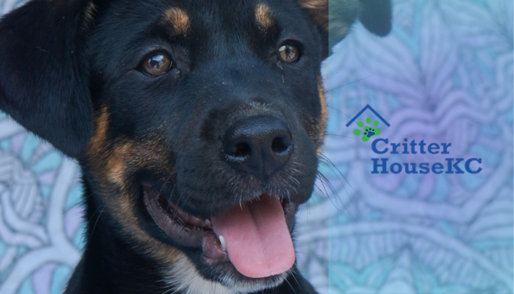 Pet photography with Critter House KC branding