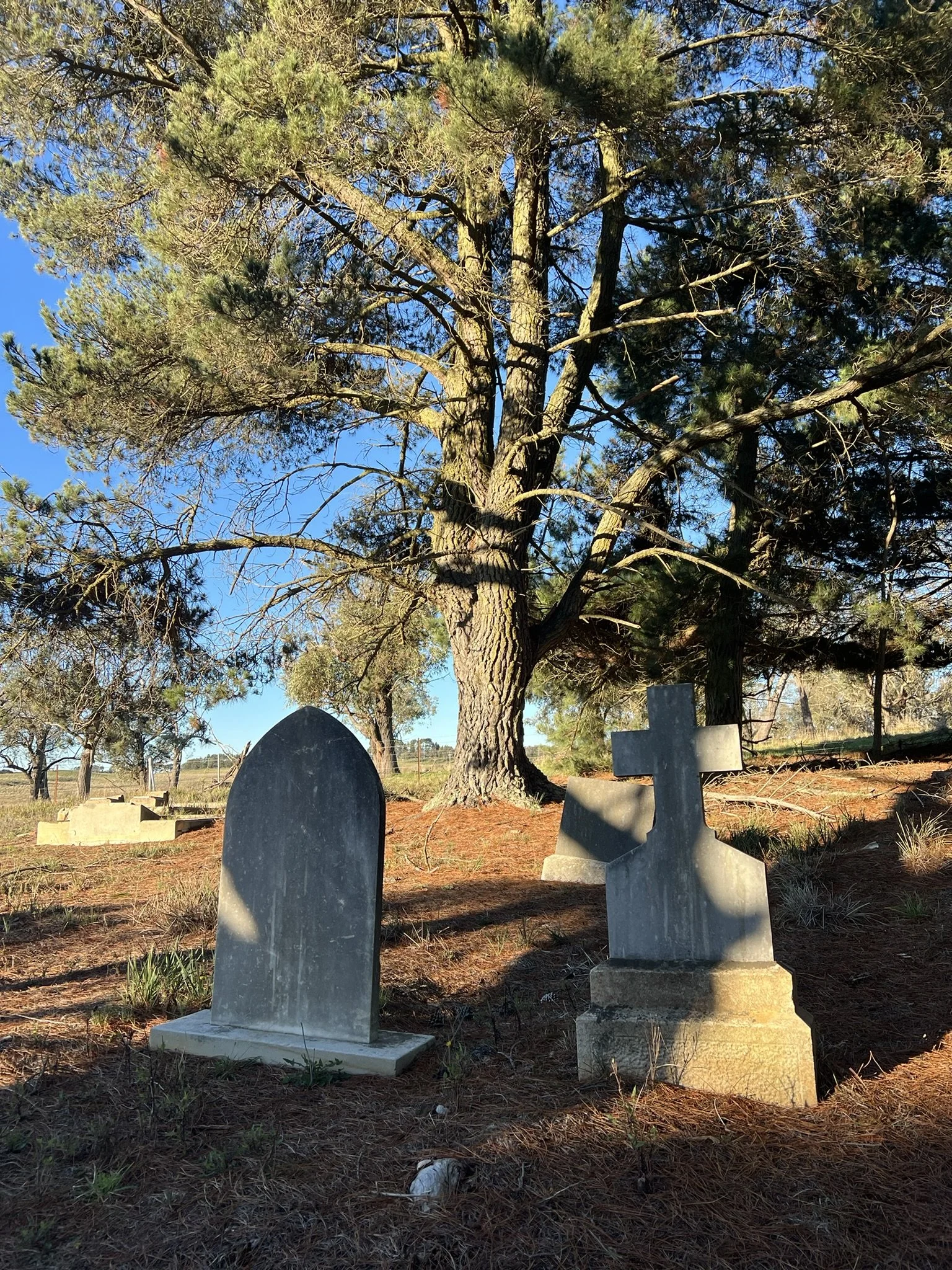 A large tree with green needles and branches in a park or cemetery. Several gravestones are visible in the foreground, with some casting shadows on the ground. The sky is clear and blue.