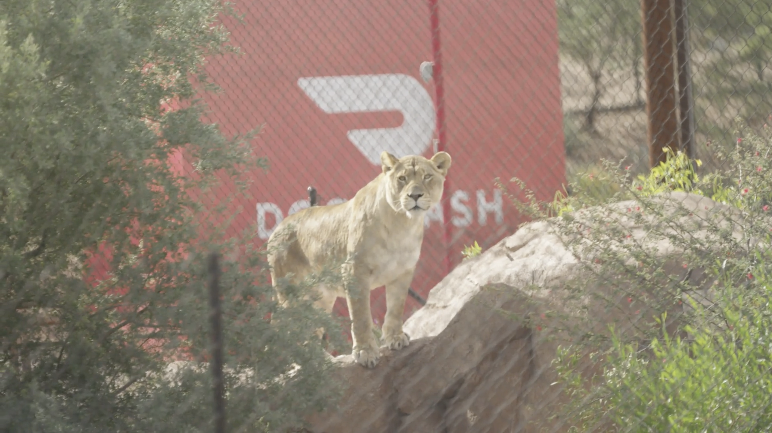 Zoo lion 2.png