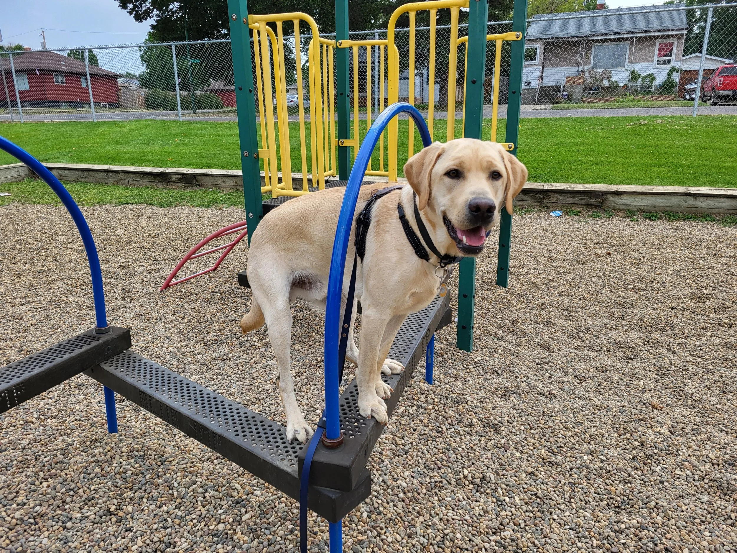 A yellow Labrador Retriever dog standing on a platform at a playground, surrounded by gravel, with a park fence, grass, houses, and trees in the background.