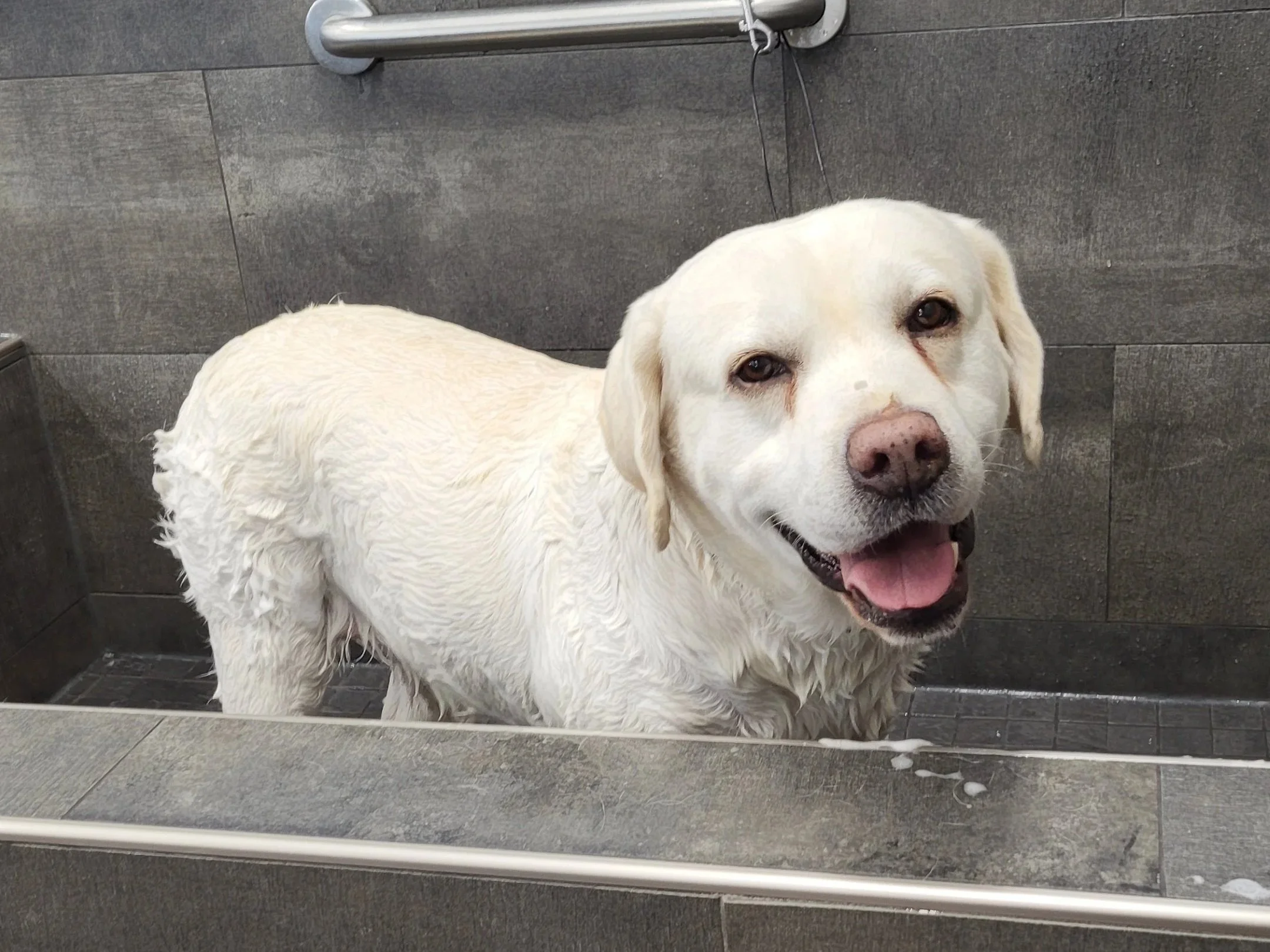 A yellow Labrador Retriever dog with wet fur is standing in a raised dog bath, indoors, looking into the camera with a happy expression and mouth open. The dog is tied to a metal bar with a leash.