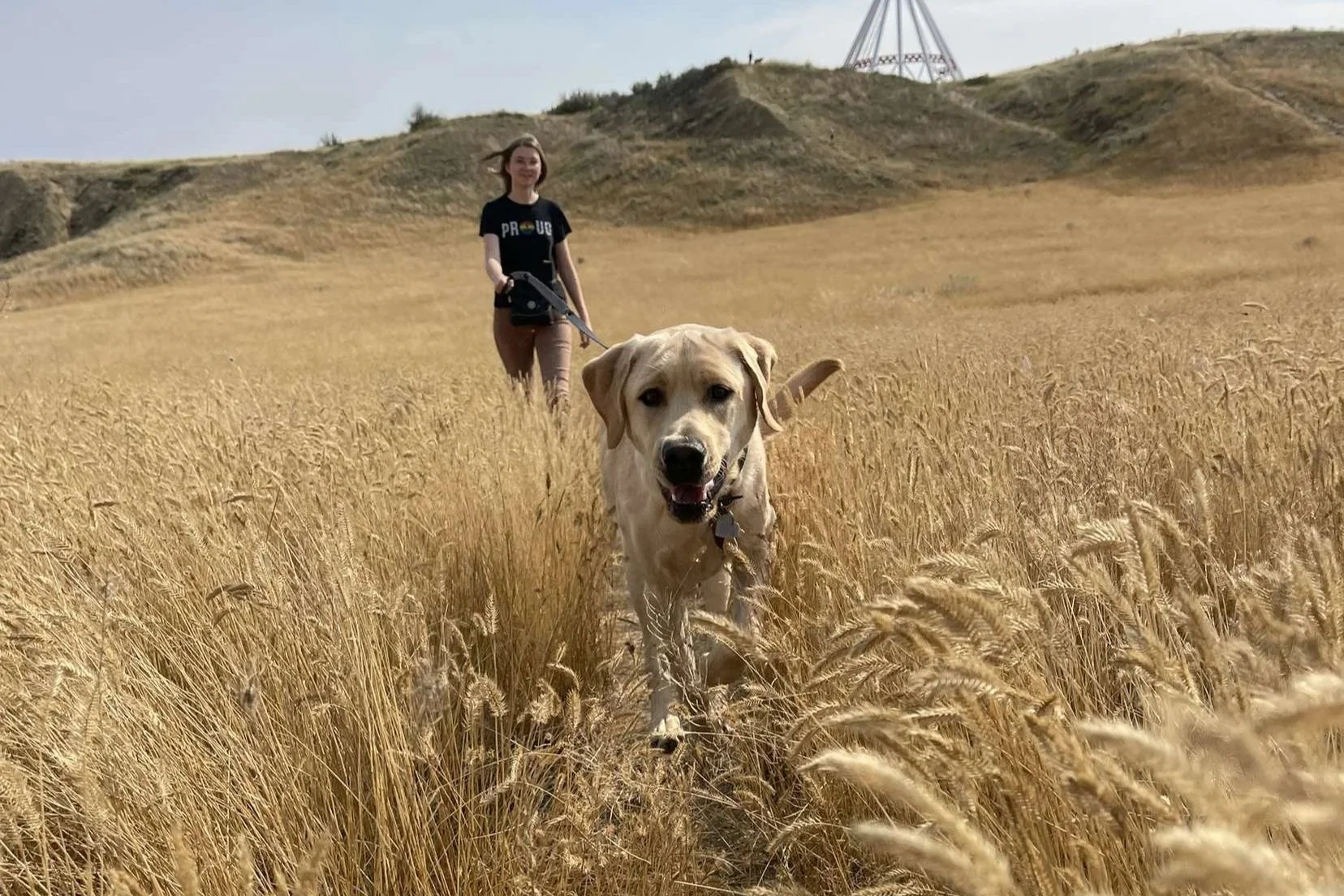 A woman walking her dog through a field of tall, golden wheat with rolling hills in the background.