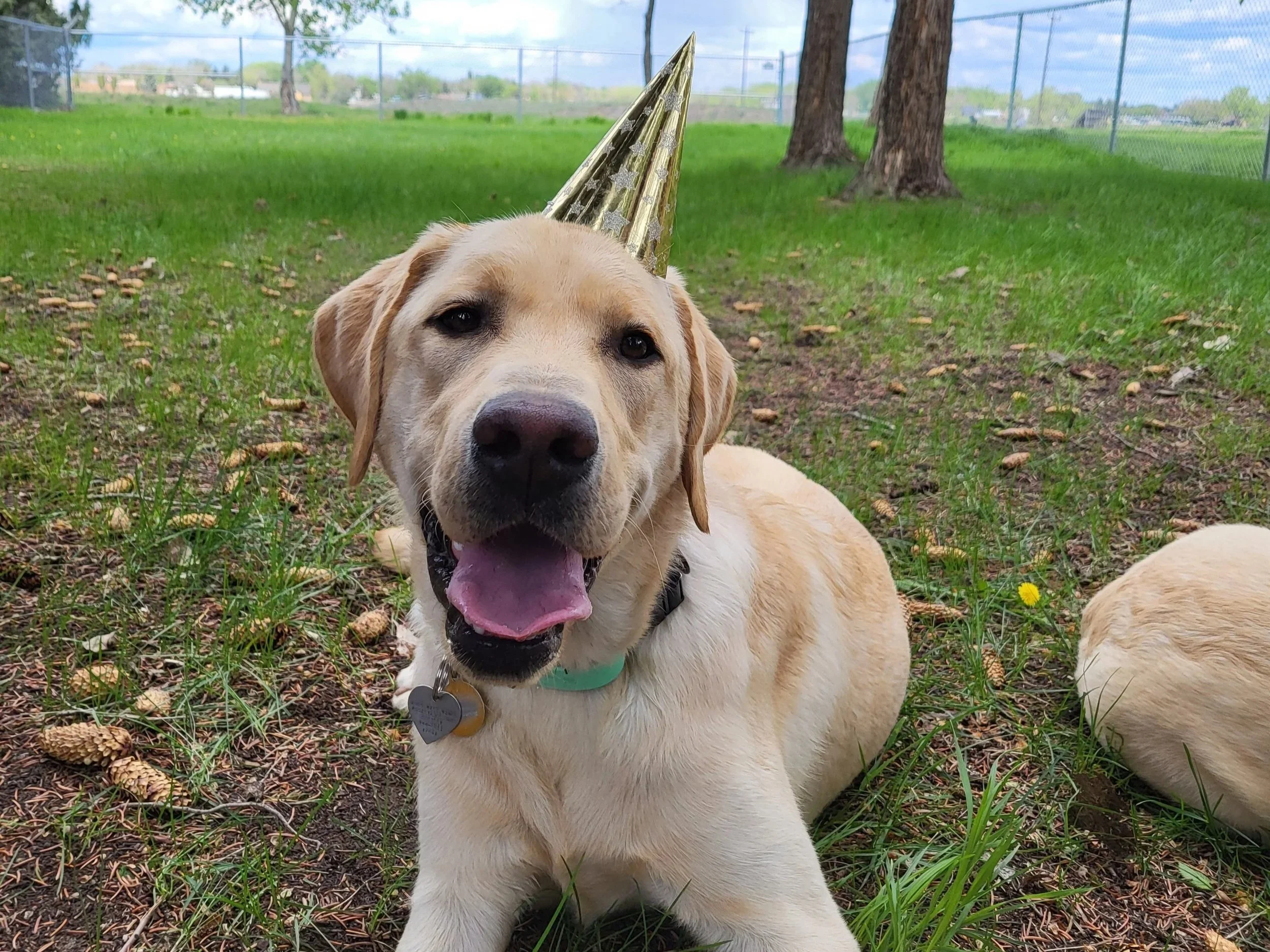 A yellow Labrador Retriever wearing a gold party hat, lying on green grass near trees with a chain-link fence in the background.
