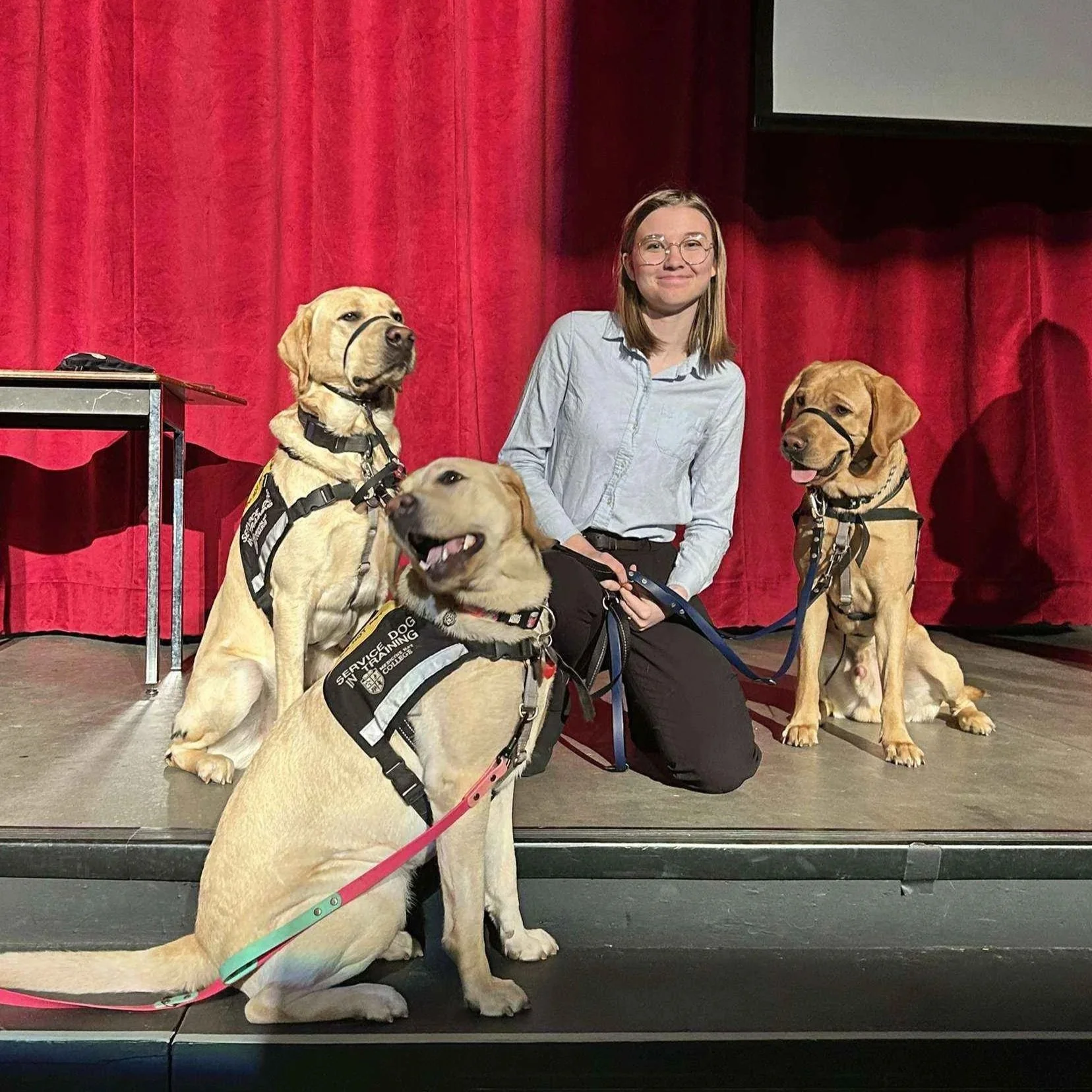 A woman and three service dogs on stage in front of a red curtain, with the woman kneeling and the dogs are sitting wearing service dog vests.