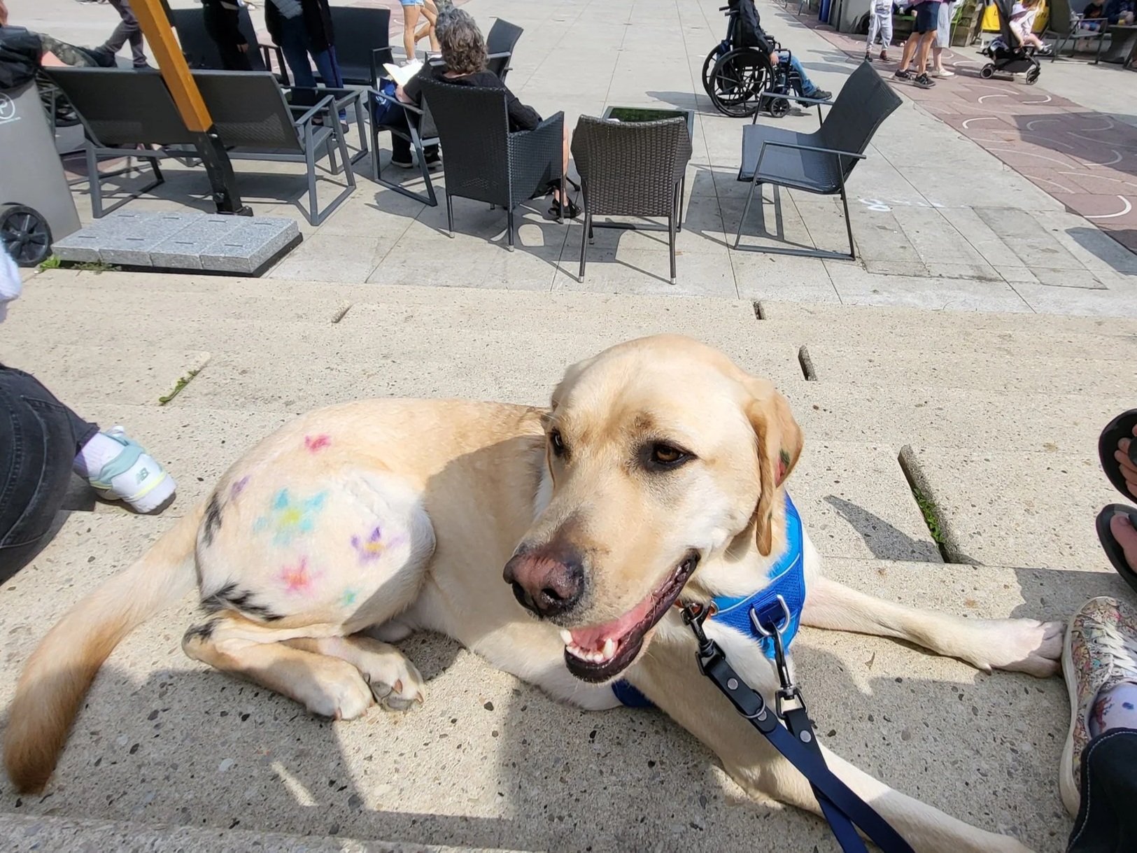 A yellow Labrador dog lying on concrete pavement, wearing a blue harness with a leash, with colorful paint marks on its body. In the background, there are people sitting and walking around in an outdoor area with chairs and tables.