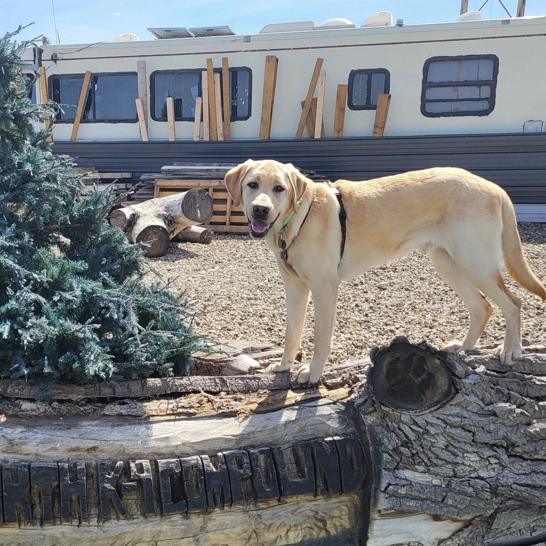A yellow Labrador retriever dog standing outdoors on gravel, with a large knotty wood and tree logs in front, a decorated green tree on the left, and a white RV with black-trimmed windows and wood planks leaning against it in the background.