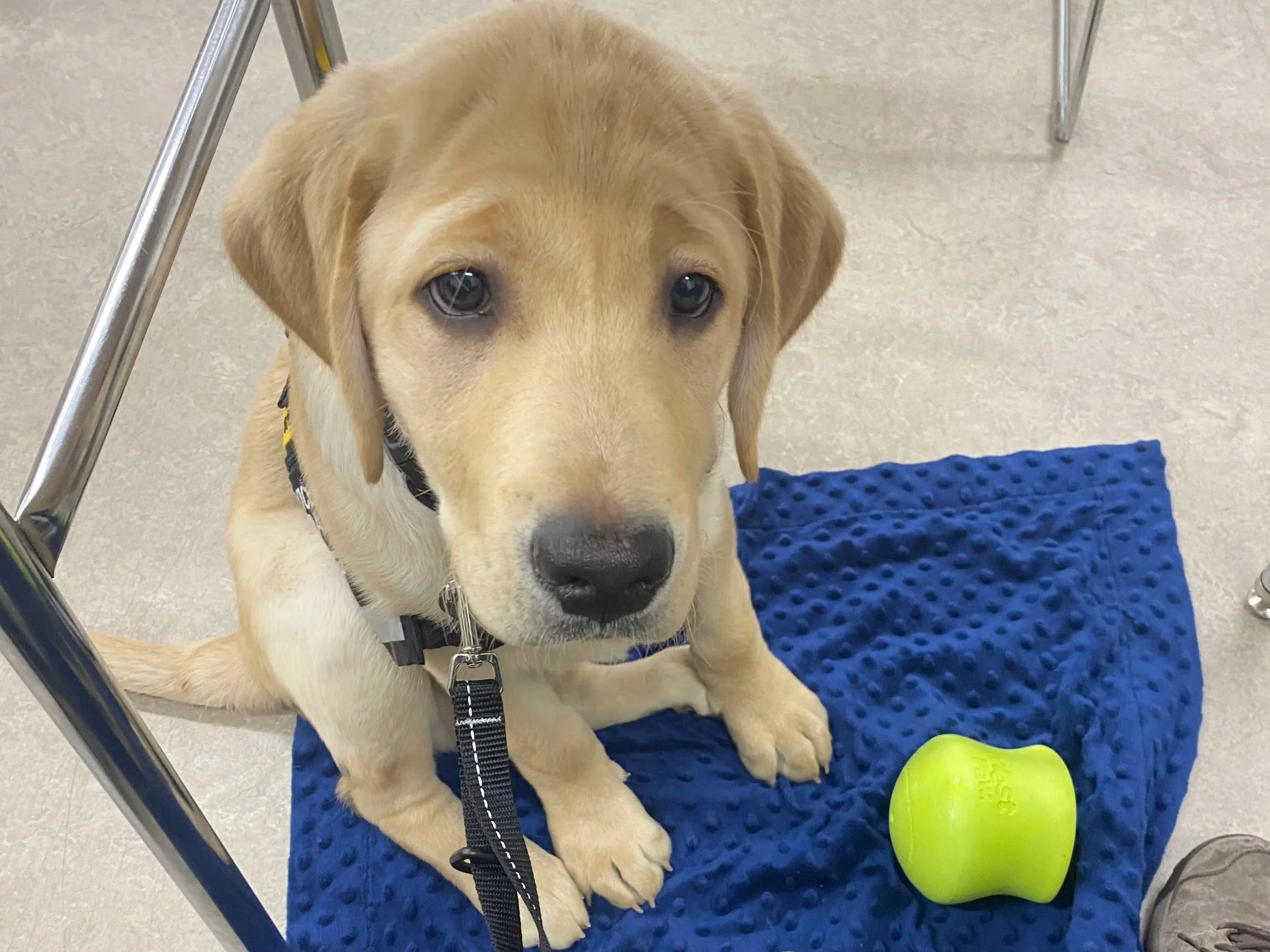 A yellow Labrador Retriever puppy lying on a blue textured mat with a green rubber toy nearby, inside a room with a tiled floor and metal chair legs visible.