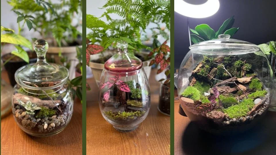 General Terrarium Care Guide