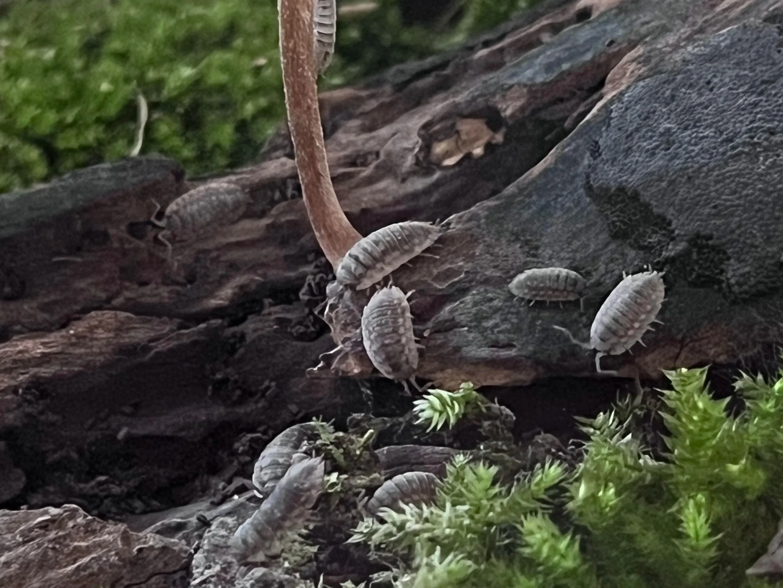 Terrarium Creatures