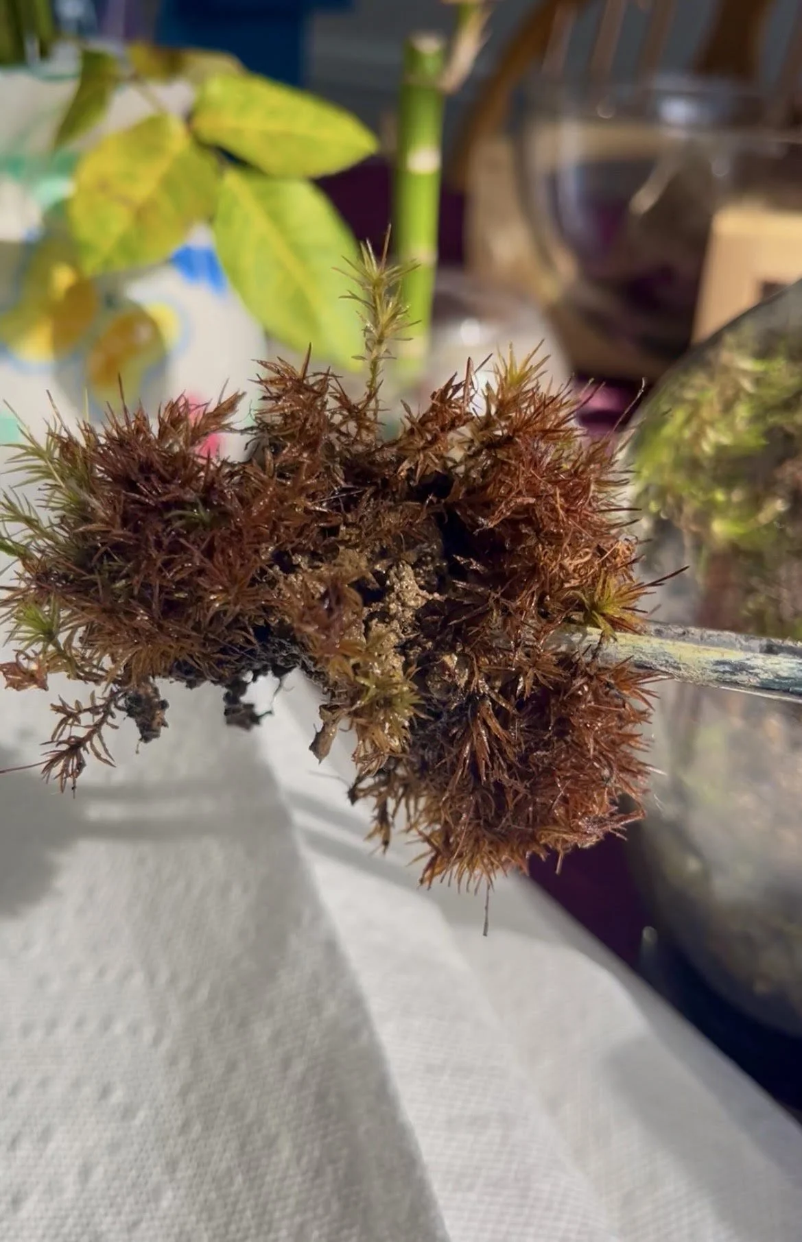 Common Terrarium Issues 