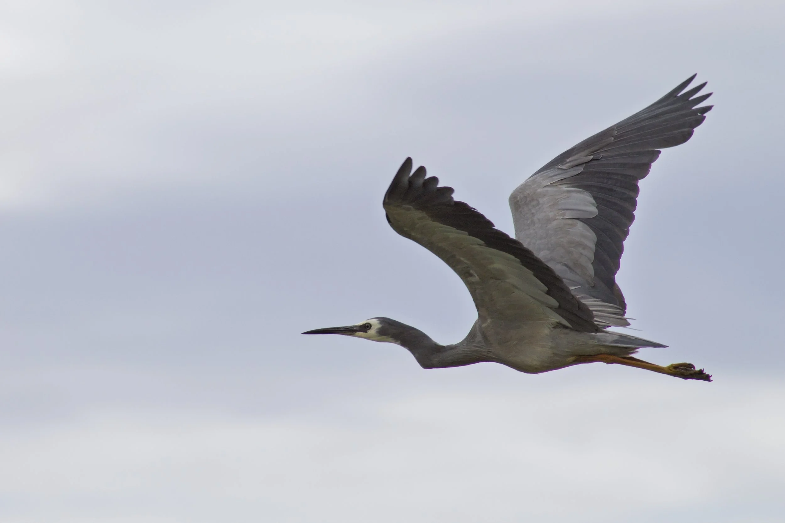 White-faced Heron at Tambo Bay, flying against the sky.