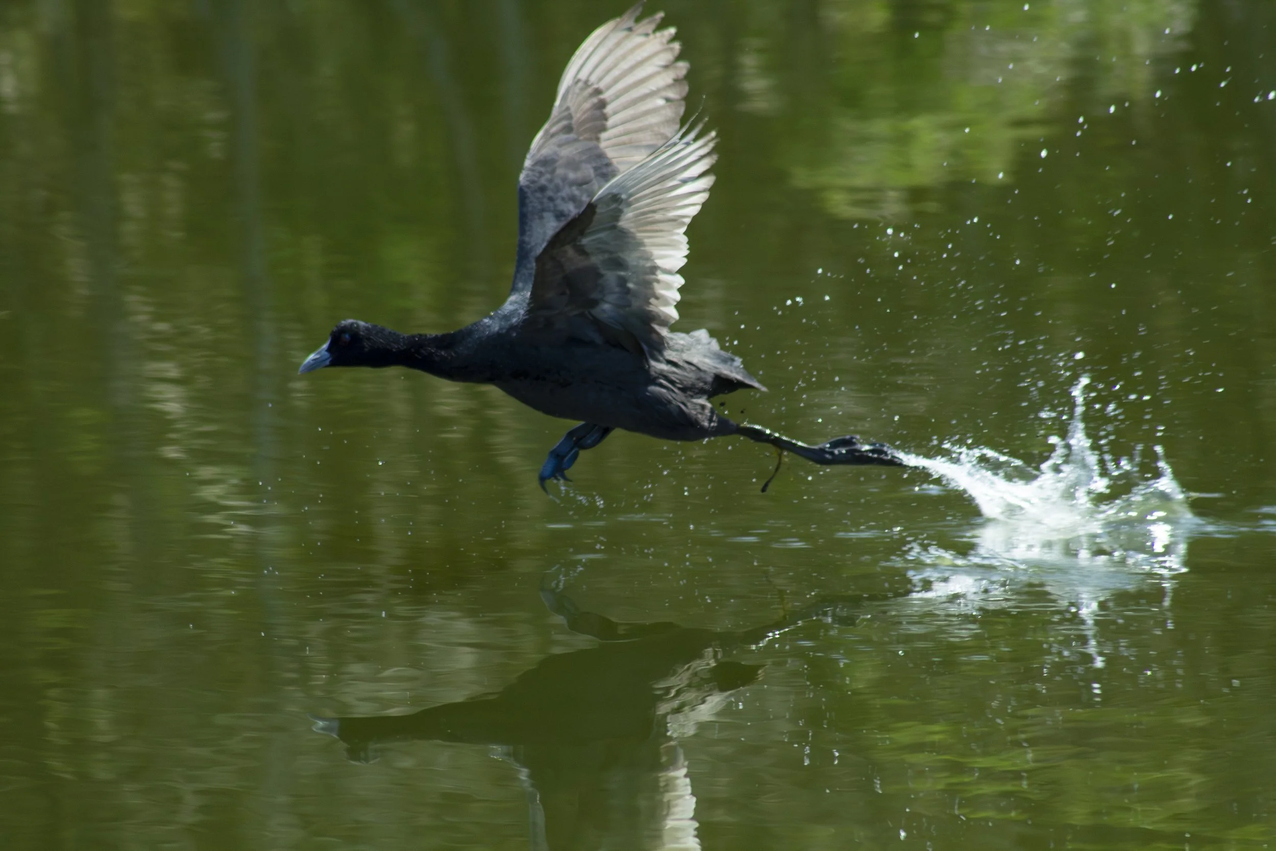 A Eurasian Coot skims across the surface of Newlands Backwater along the Dinni Birraark Walk, kicking up a trail of spray as it takes flight.