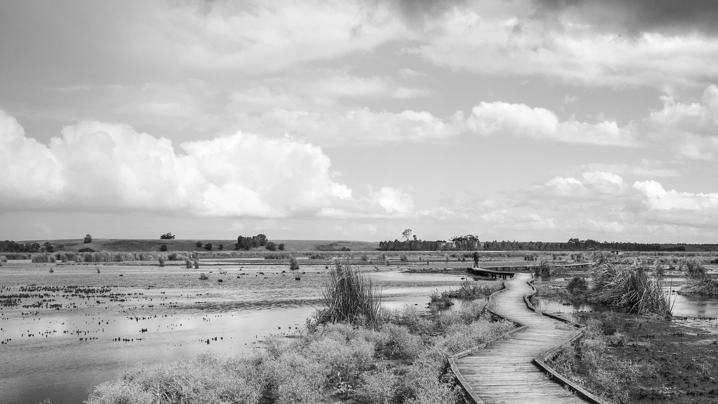 There was a birdwatcher out on the boardwalk that afternoon, stopping occasionally to scan the wetlands with his binoculars. I liked the smallness of the figure against the landscape.