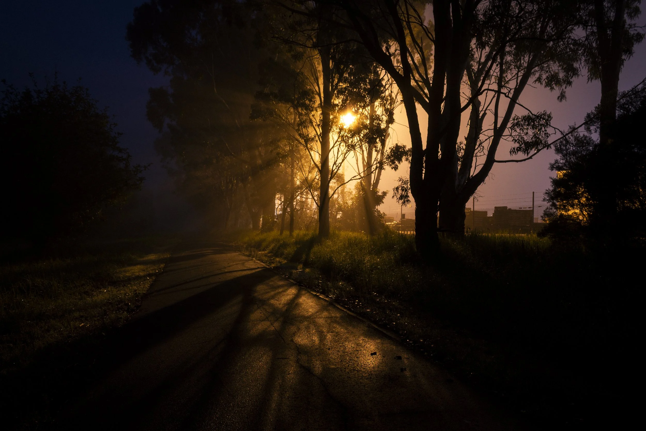 Morning Mist &amp; Golden Light on the Rail Trail