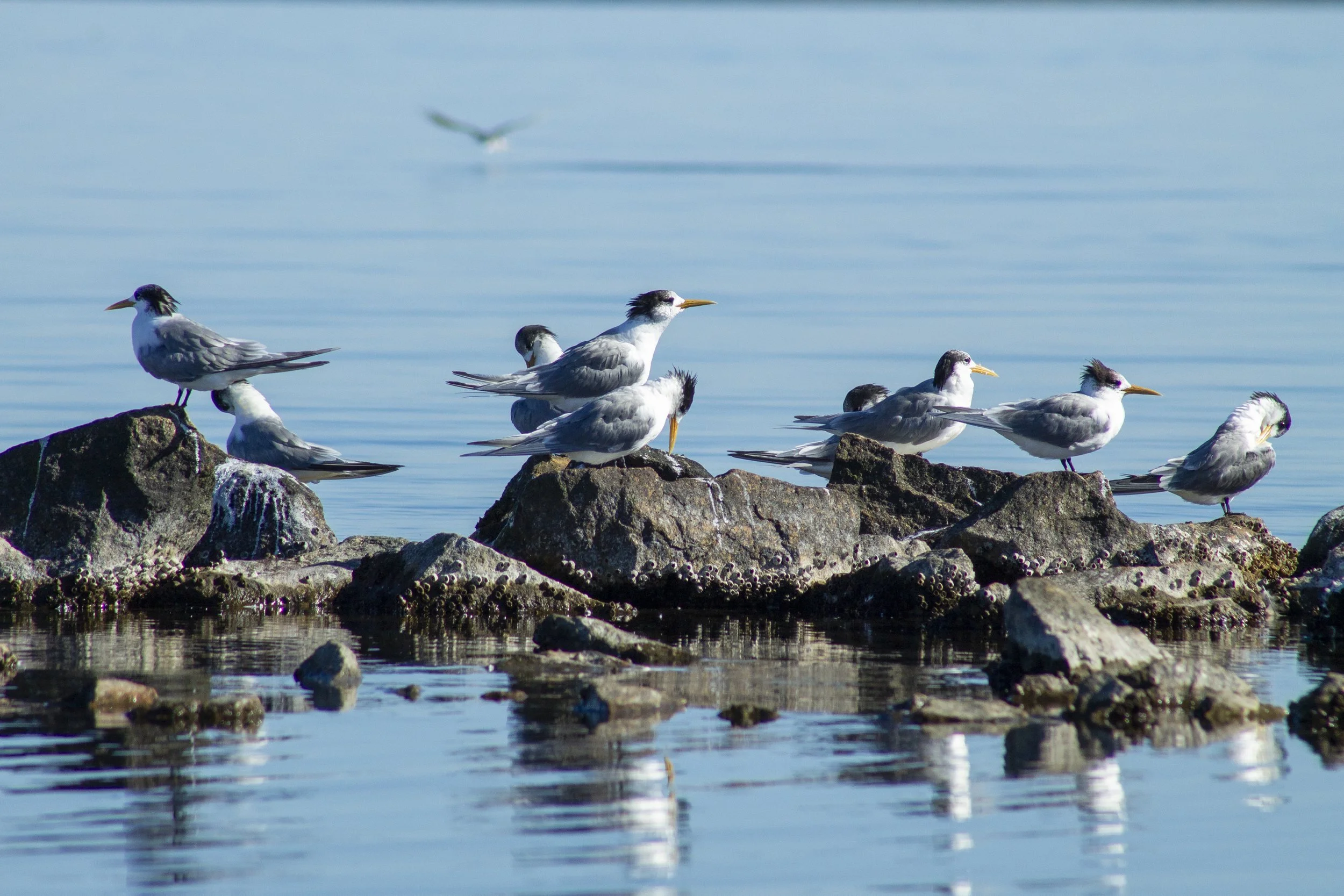 A gathering of Great Crested Terns rests on the rocks at the mouth of the Tambo River.