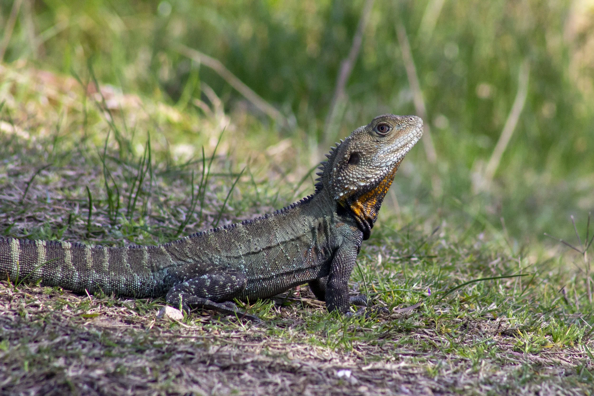 A Gippsland Water Dragon good enough to pose for a shot at the site of the Old Weir in the Mitchell River National Park.
