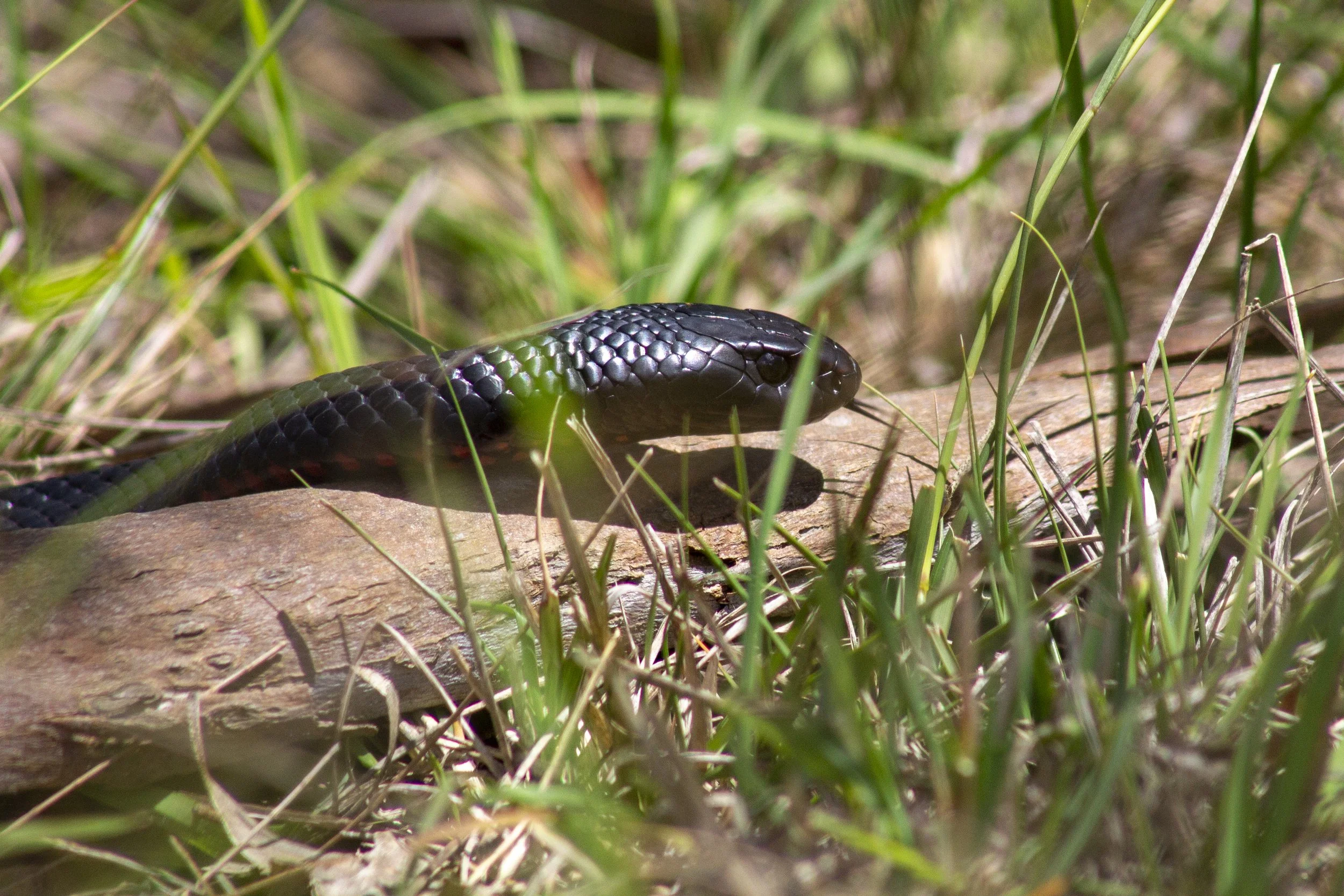 This Red-Bellied Black Snake was captured hunting for food in Forge Creek where this particular species of snake is quite prolific.