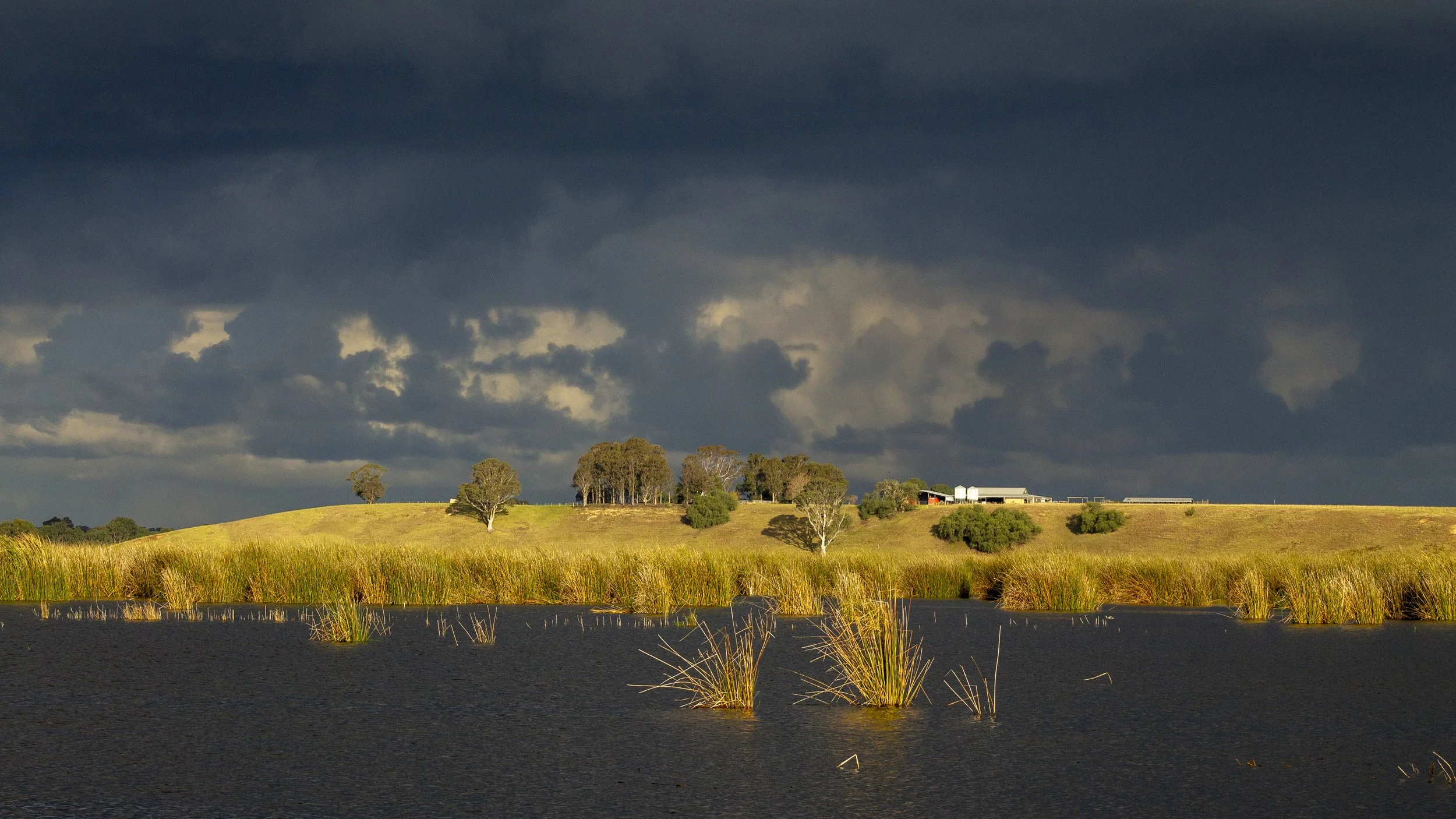 The storm had been hanging over the morass for most of the afternoon. Then, briefly, the light broke through and lit up the far side of the wetland.