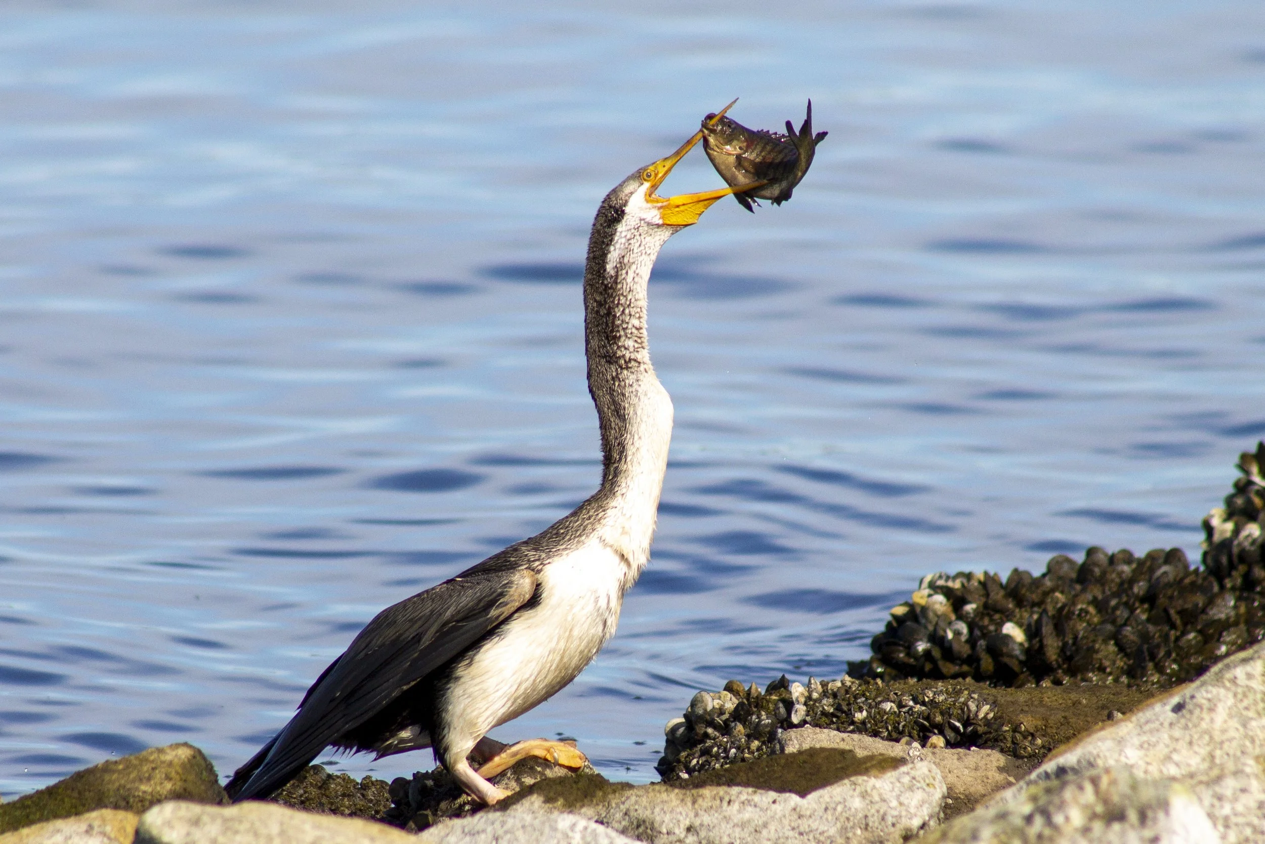 An Australasian Darter with a successful hunt, captured moments after emerging from the water with a fish held firmly in its bill.