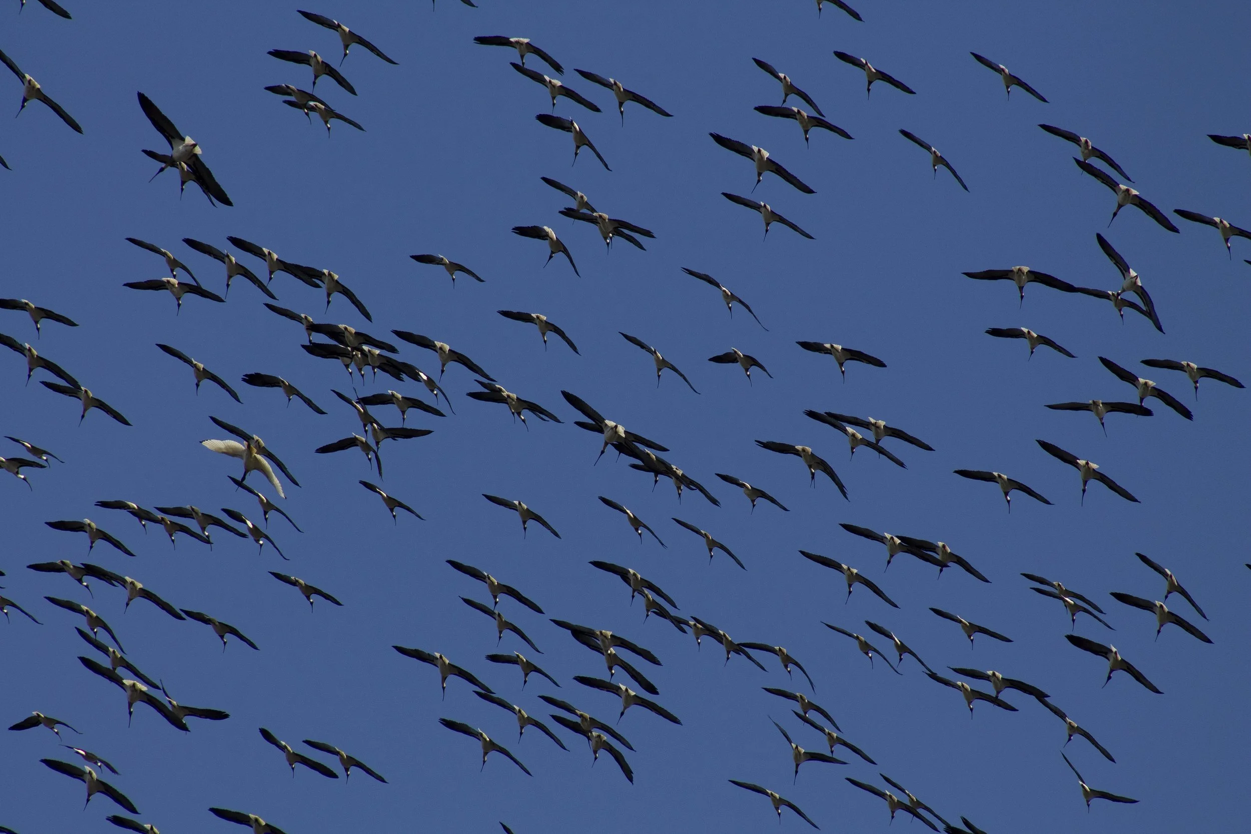 A thousand wings beneath an endless sky.
