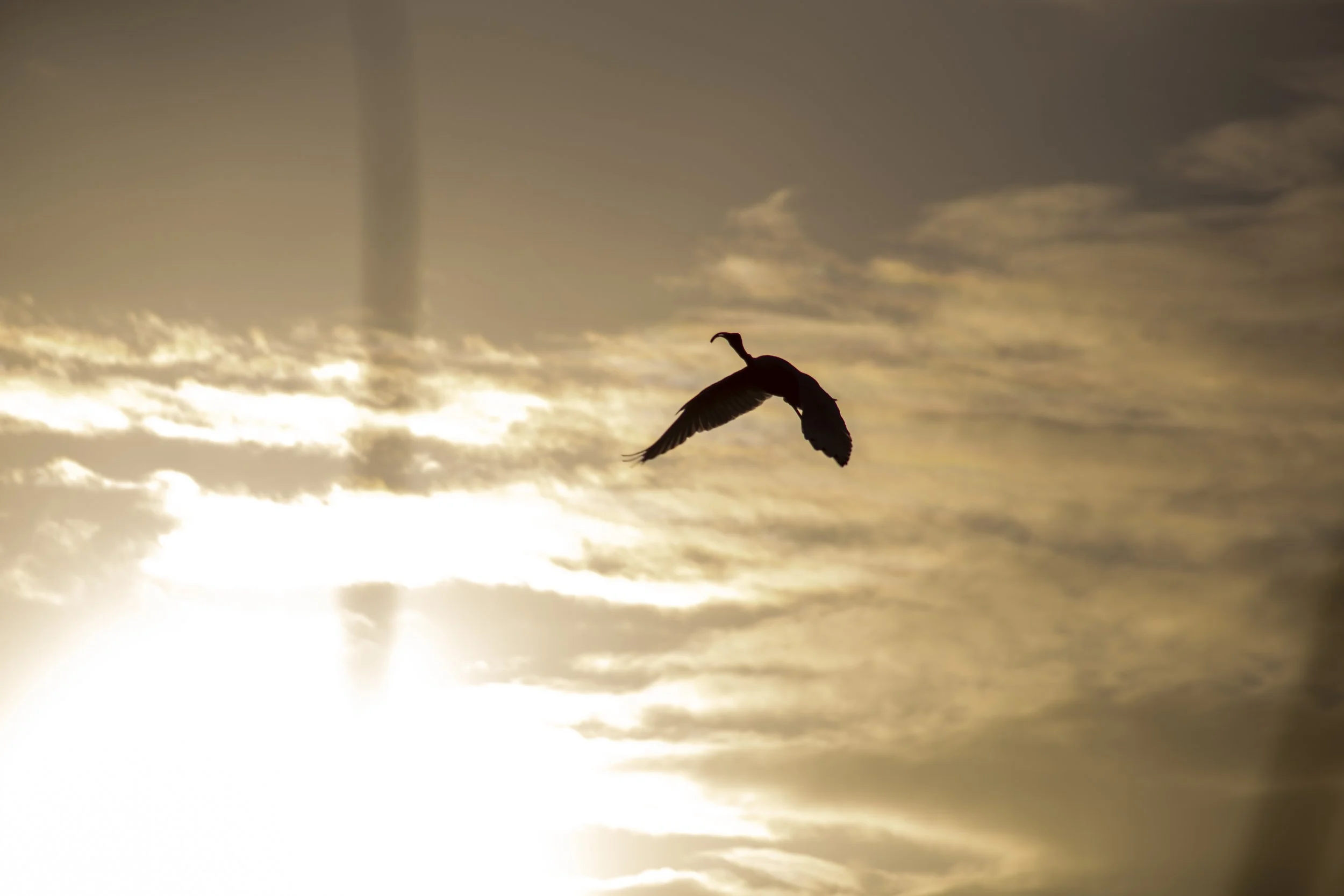 An Australian White Ibis crosses the evening sky above the Bairnsdale wetlands, caught in the first light of day.