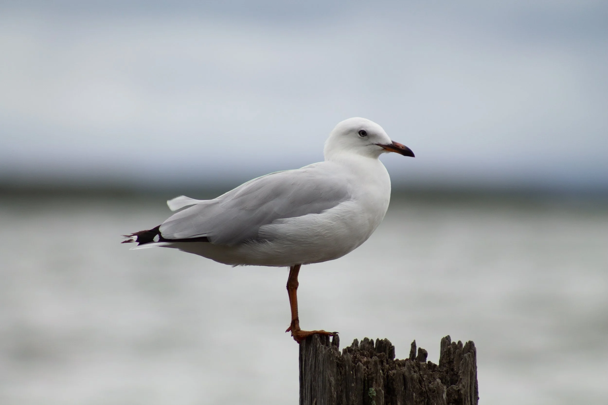 A Silver Gull balances on a weathered timber post above the Gippsland Lakes.