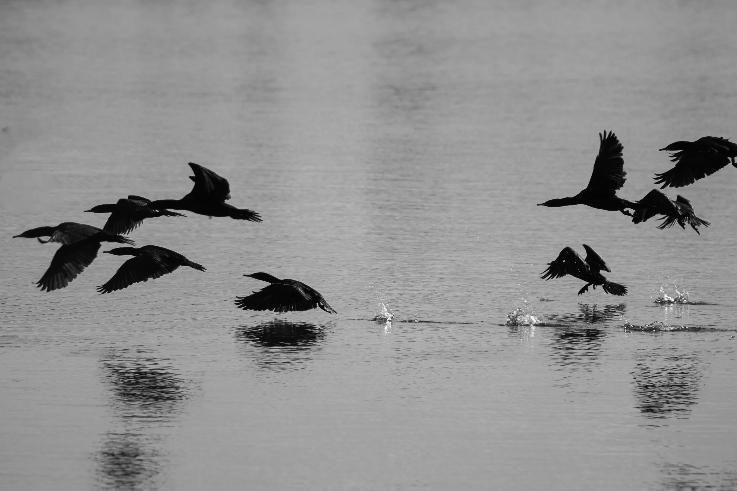 Little Black Cormorants lift from the water together along Swan Reach Bay, their silhouettes mirrored across the still surface.