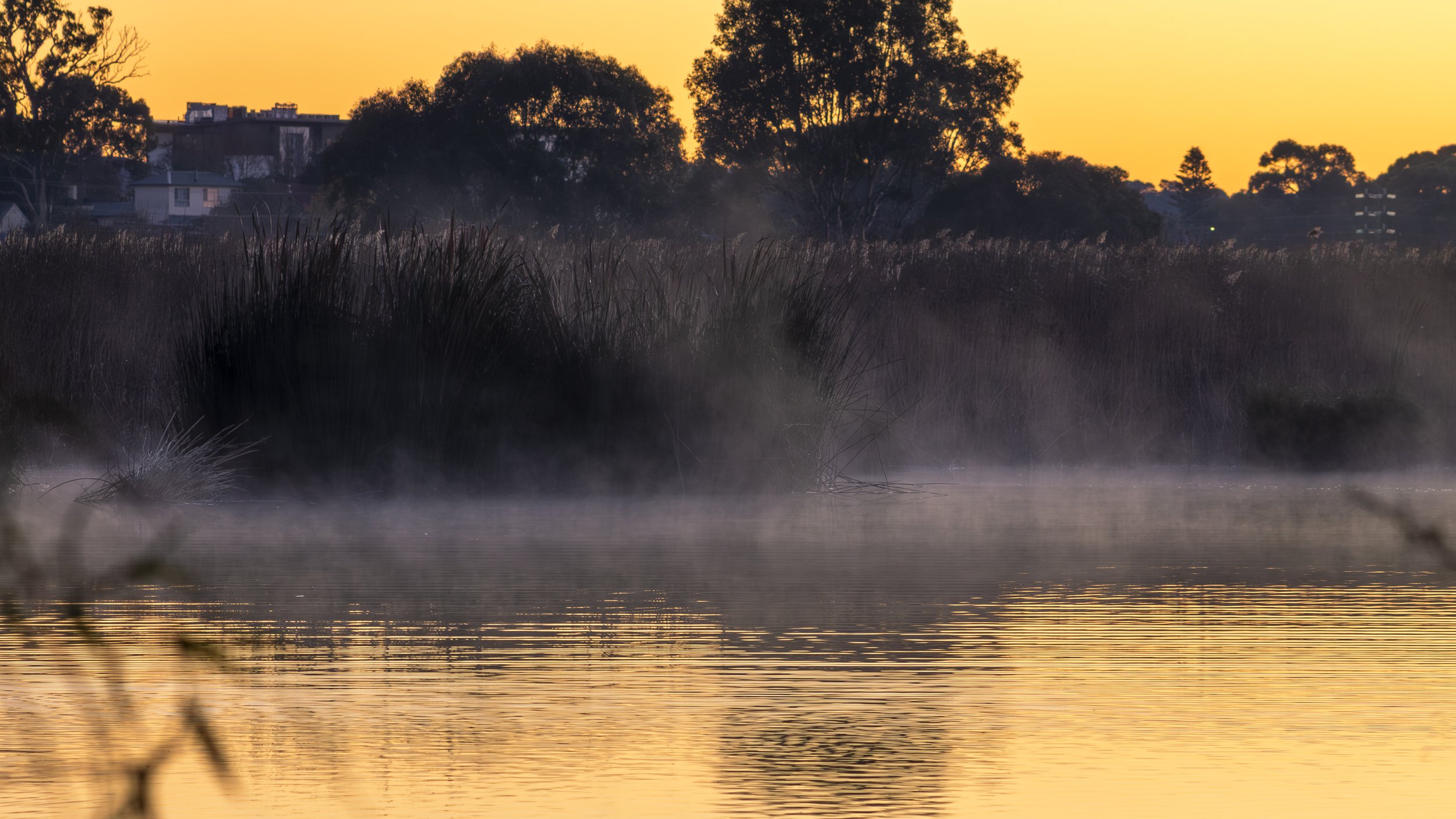 I went down to the morass early that morning and found the water covered in mist. The sun was just coming up, and for a while the whole place seemed to glow.