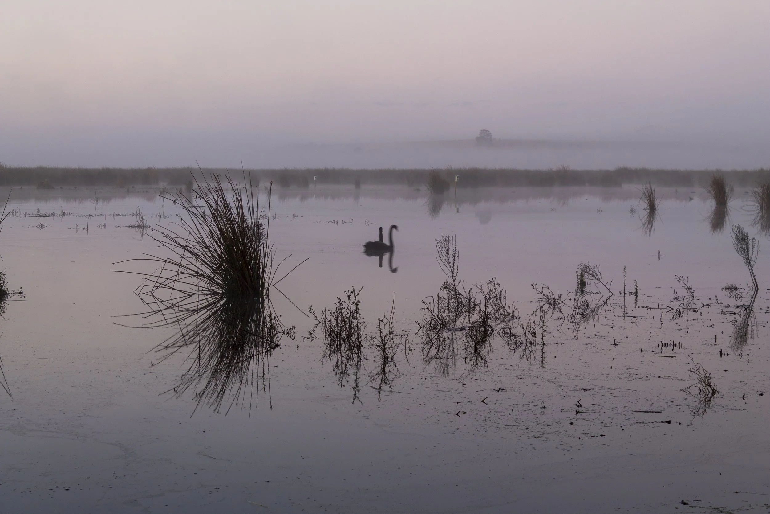 Two black swans drift through the morning winter mist at Macleod Morass, surrounded by the quiet waters of the wetland.