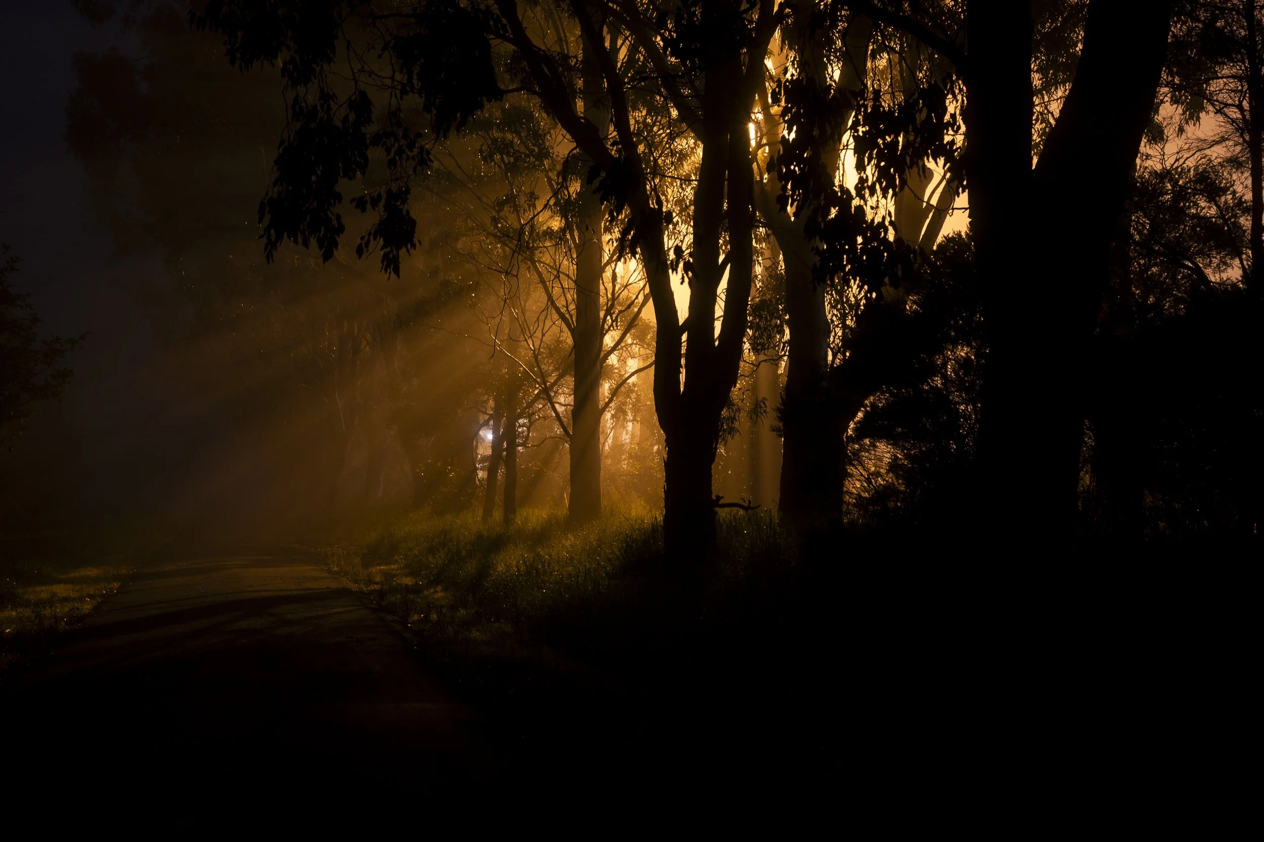 Morning mist and golden light along the East Gippsland Rail Trail.