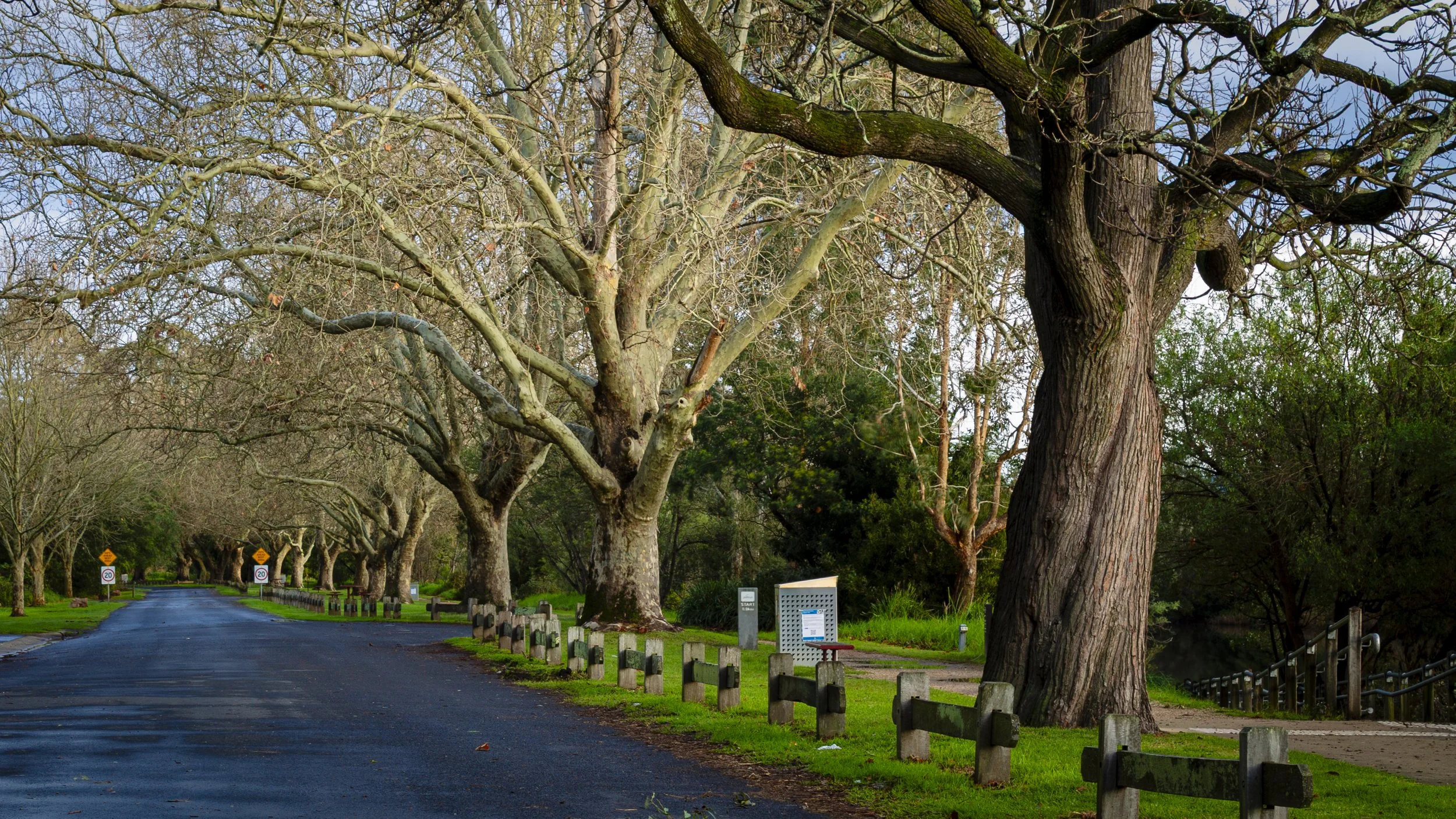 A tree-lined section of the Mitchell River Walk beside the Mitchell River, photographed in the quiet winter light of early morning. Mature deciduous trees arch over the wet roadway, creating a natural avenue through the landscape.