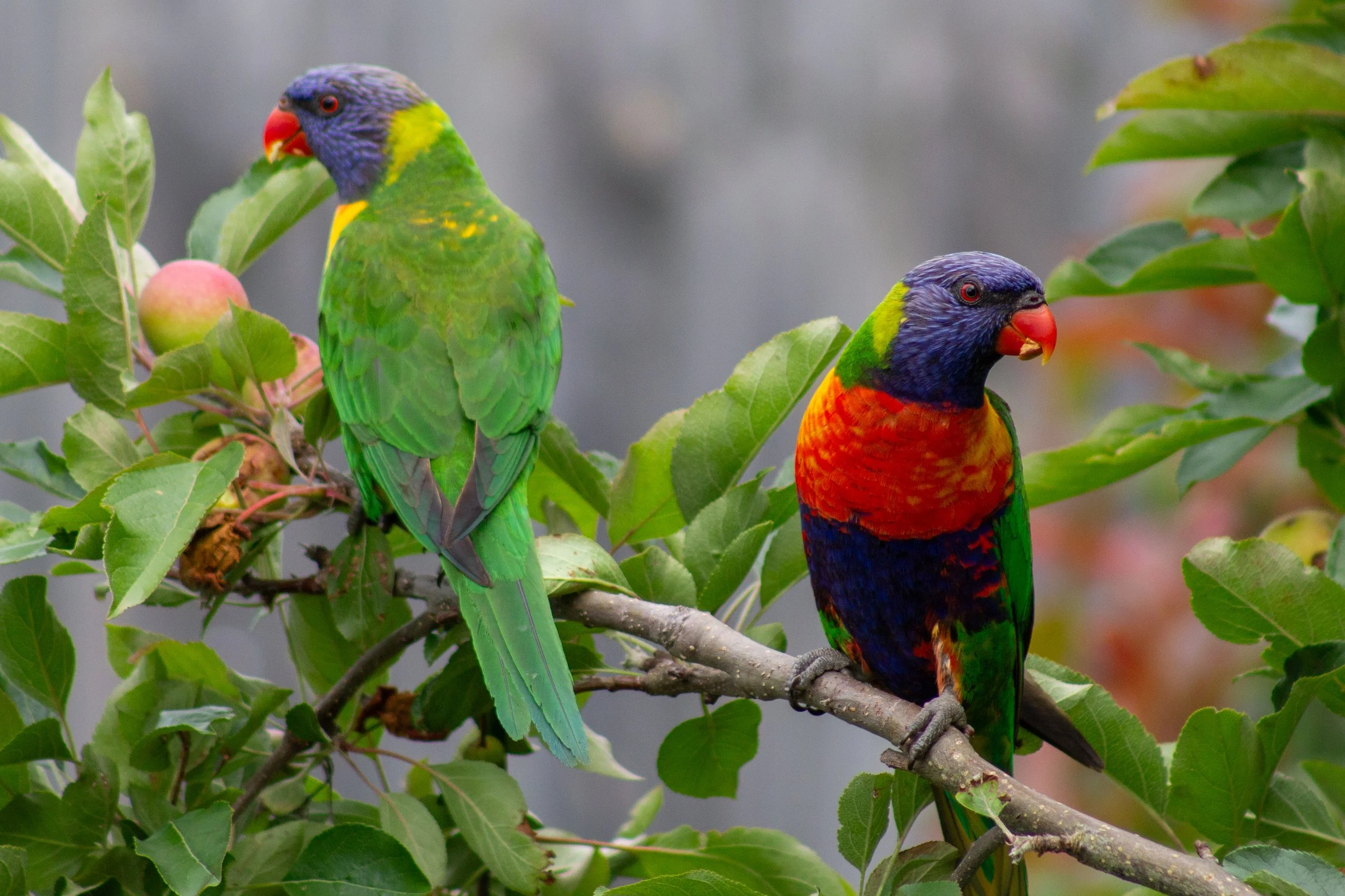 Rainbow Lorikeets among the apple blossoms in a Bairnsdale backyard.