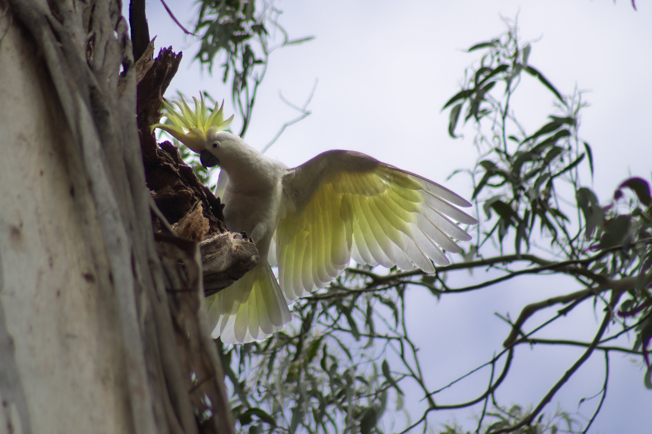 A Sulphur-crested Cockatoo decends upon a roost along Bouchers Road walking track near Mount Taylor.
