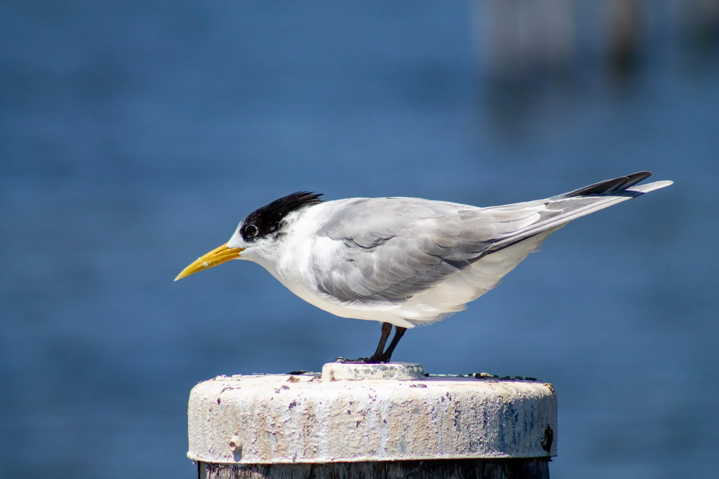 A Great Crested Tern stands watch over the waters of Eagle Point Bay.