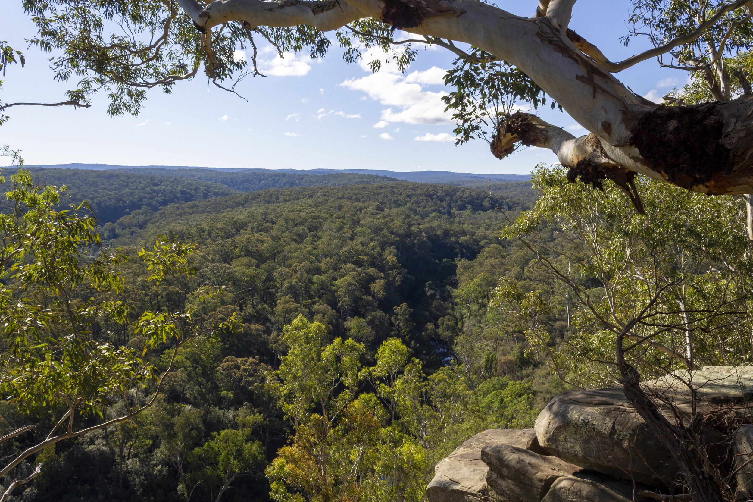 A view across Mitchell River National Park in East Gippsland, Victoria, with the rugged forested landscape framed by eucalyptus trees in the foreground.