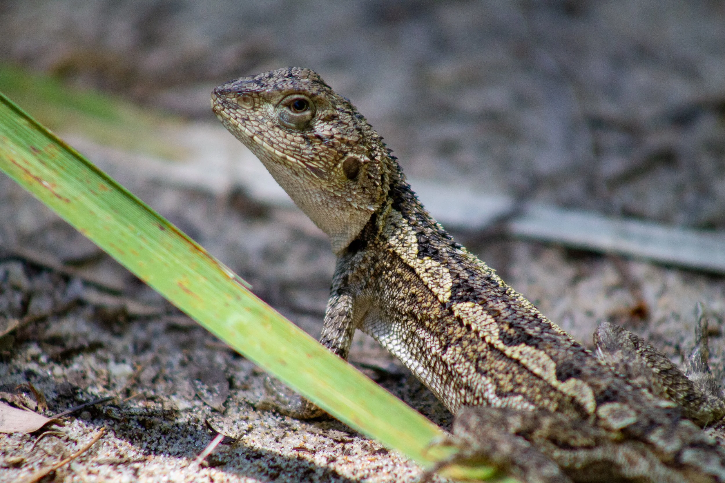 A Jacky Dragon posing for a photograph on the banks of the Tambo River near Swan Reach.