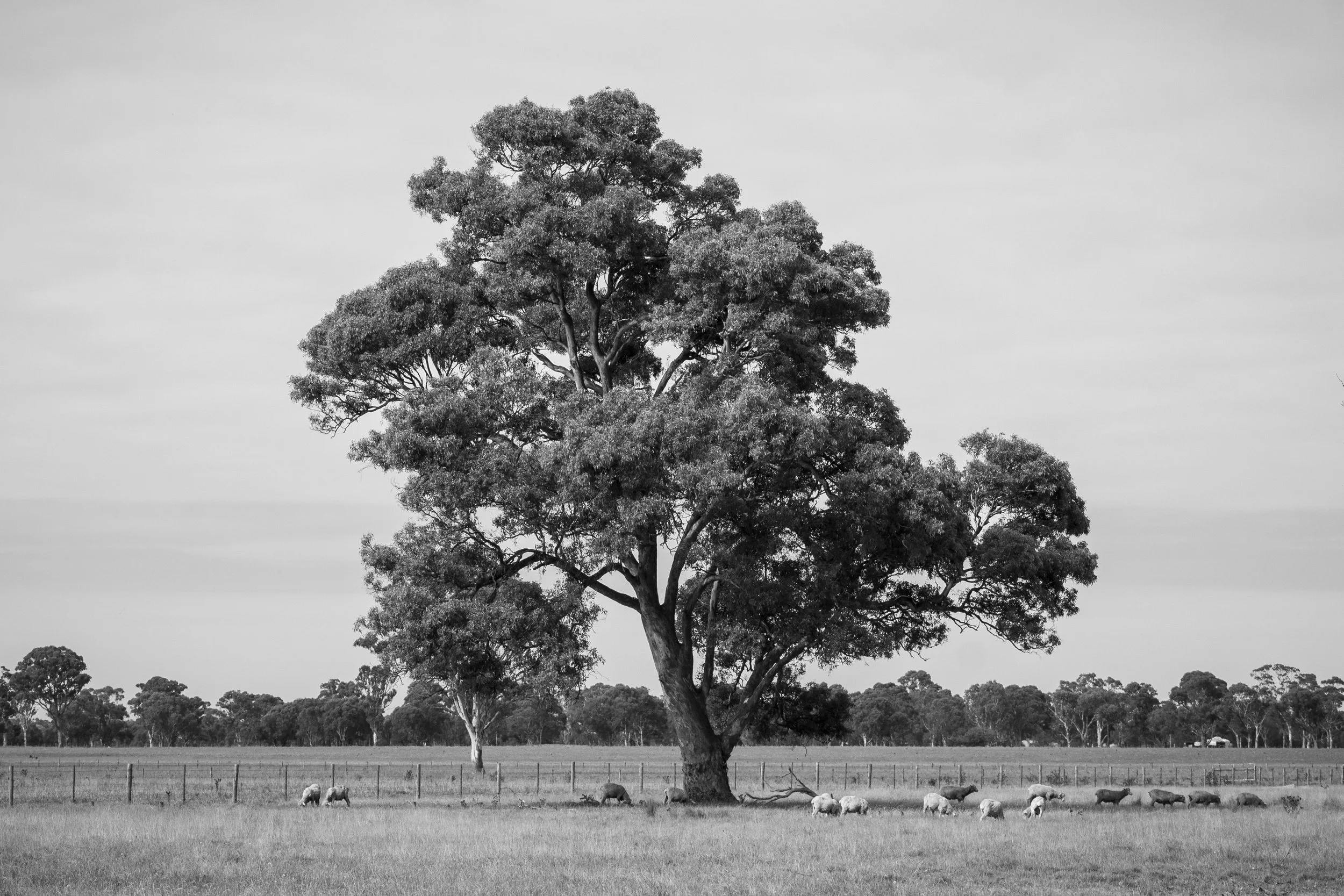 Sheep grazing beneath a lone gum tree in the Australian countryside.