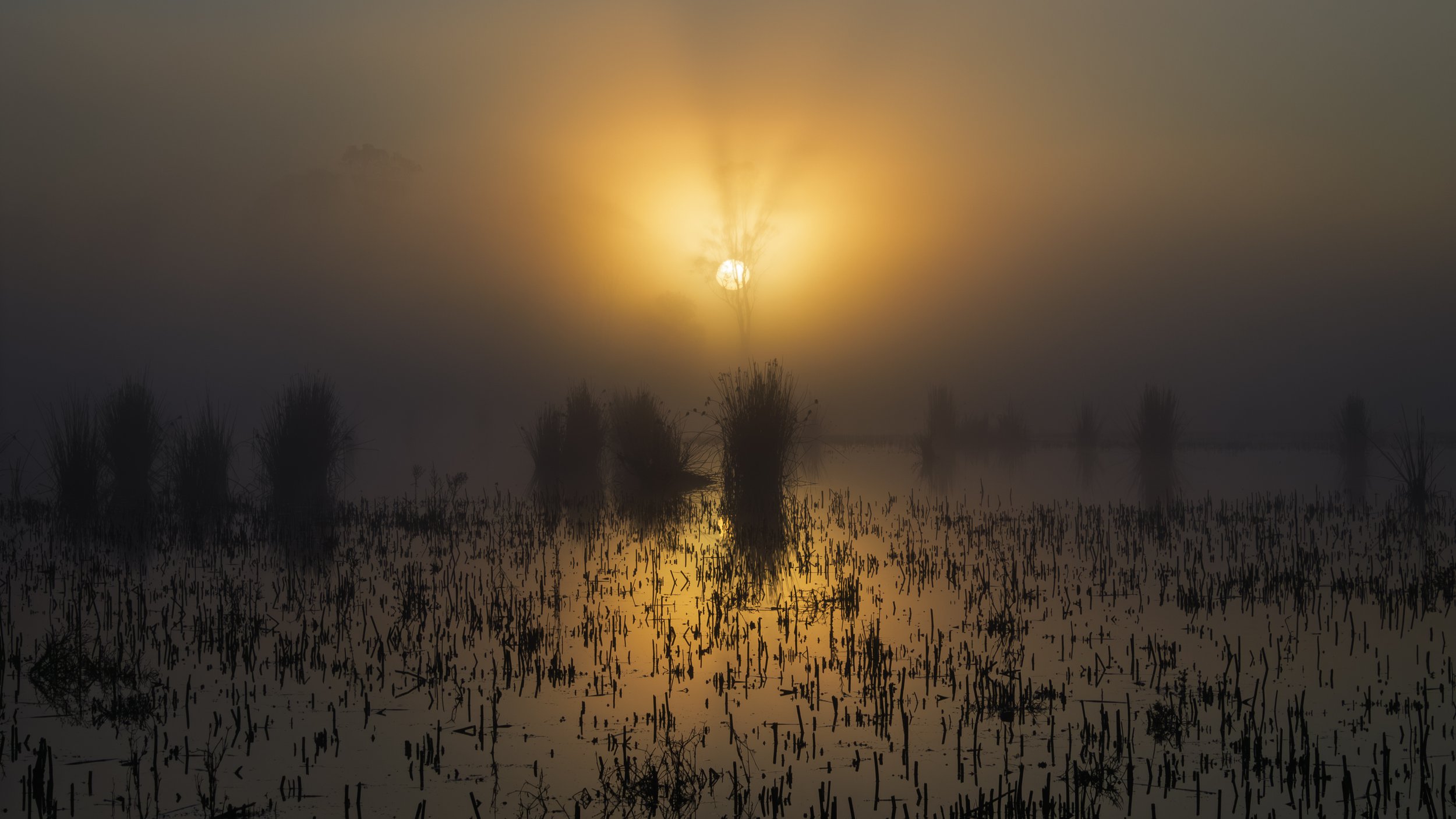 I wanted to capture the way the morning sun was filtering through the mist, so I waited until the light fell directly behind the tree. It was one of those moments when the landscape seemed to change completely for a few minutes.